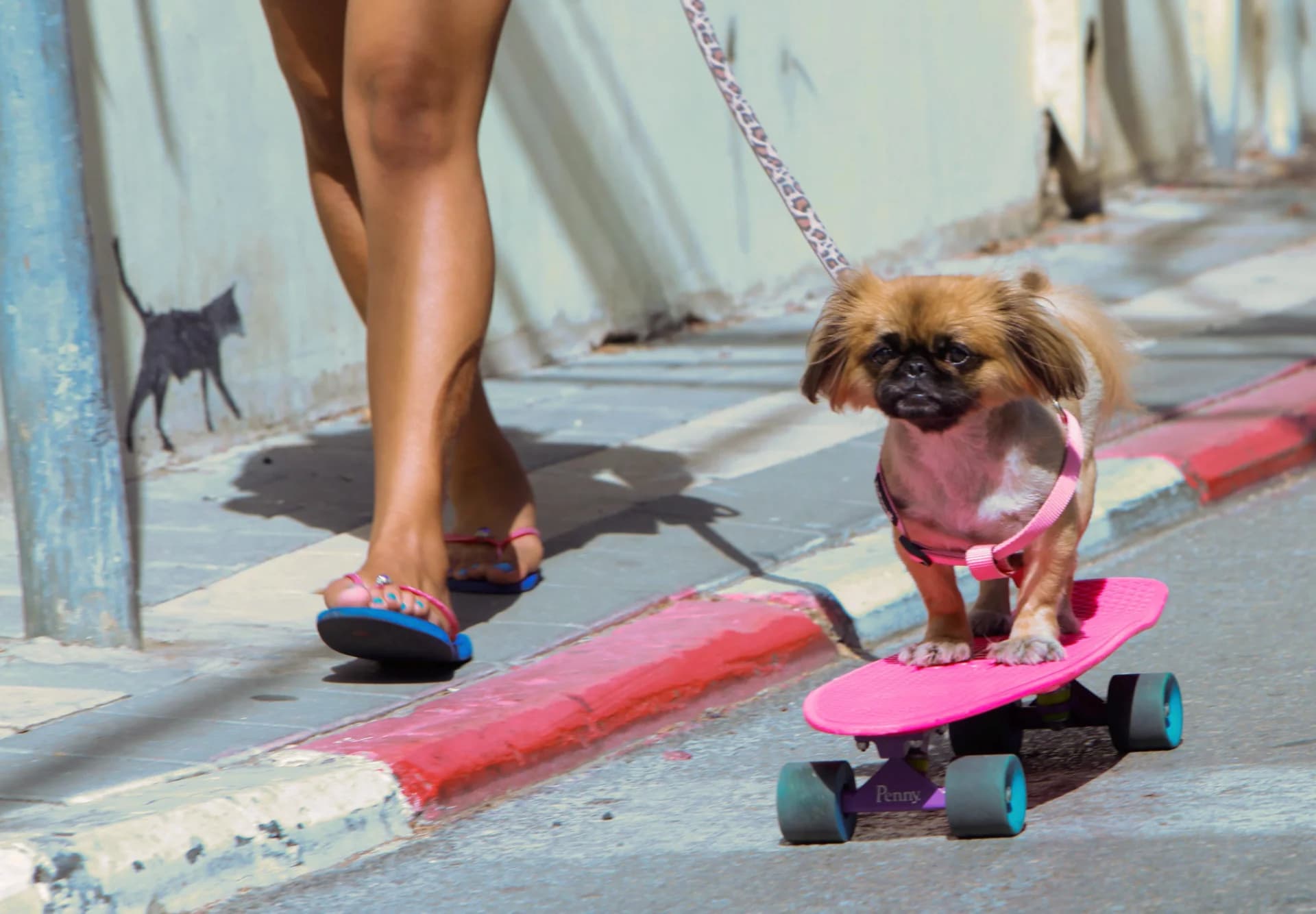 The Cat and the Dog - Tel Aviv Summer