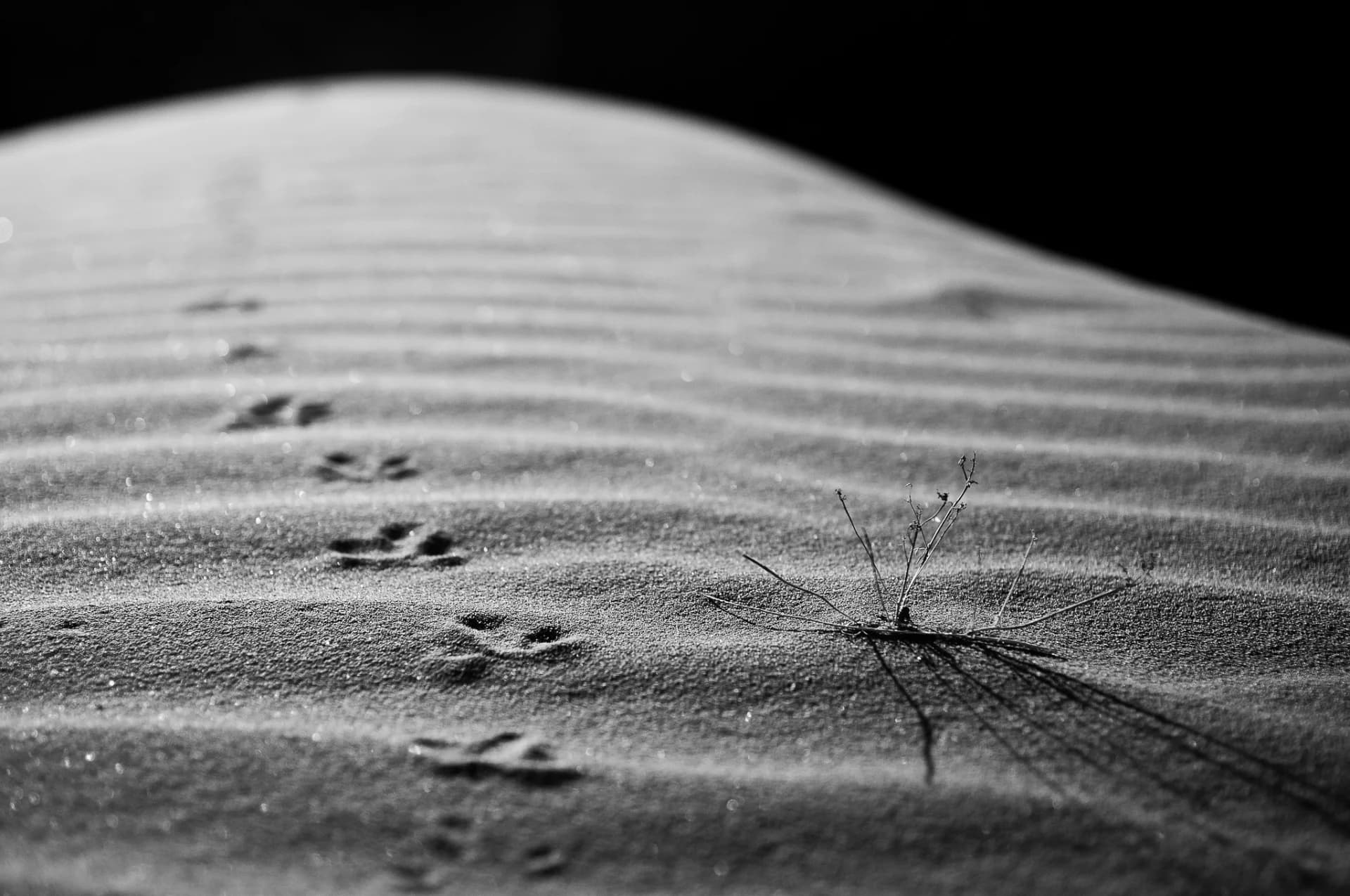 Footprints on dune
