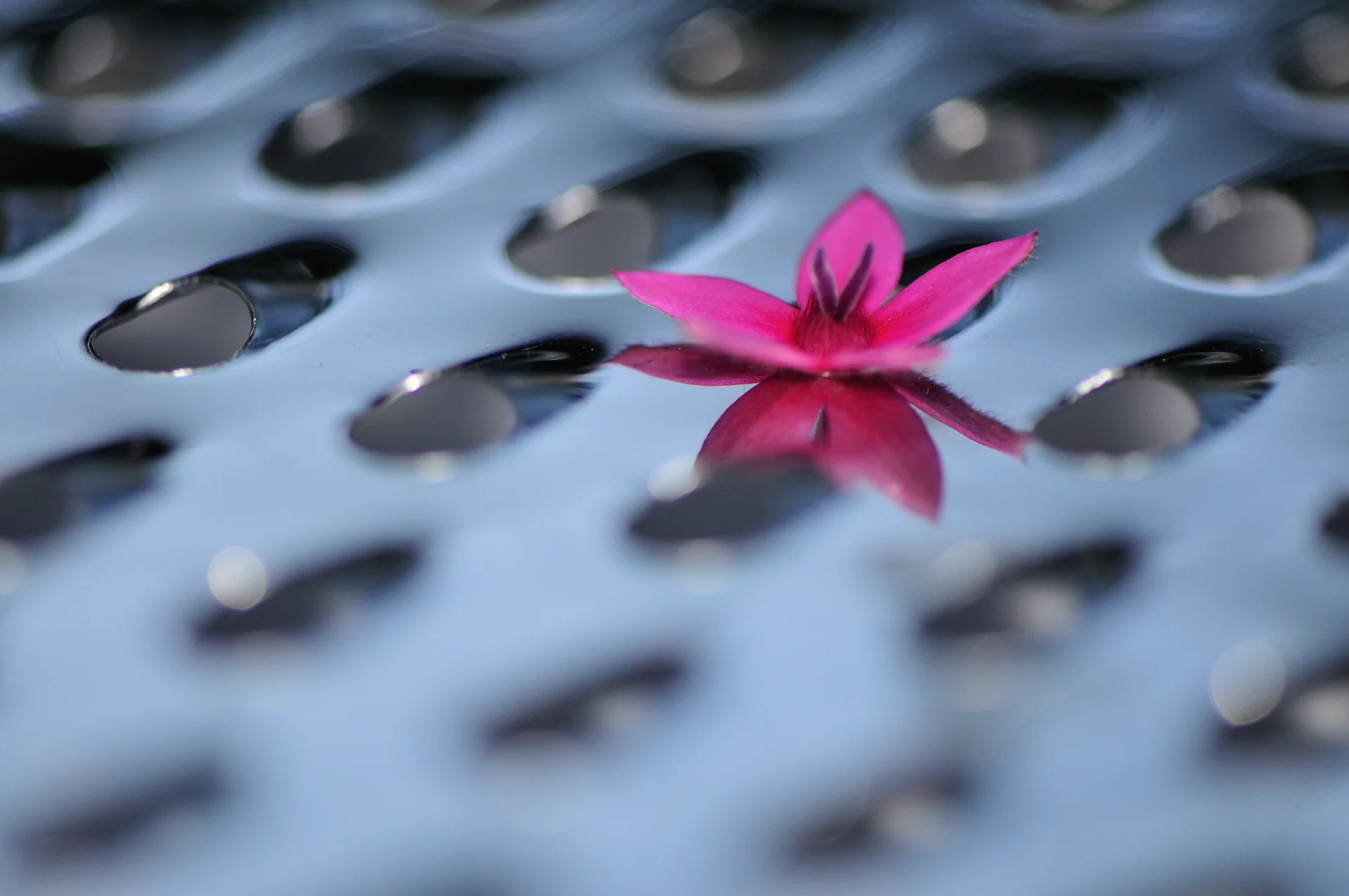 Flower on metal