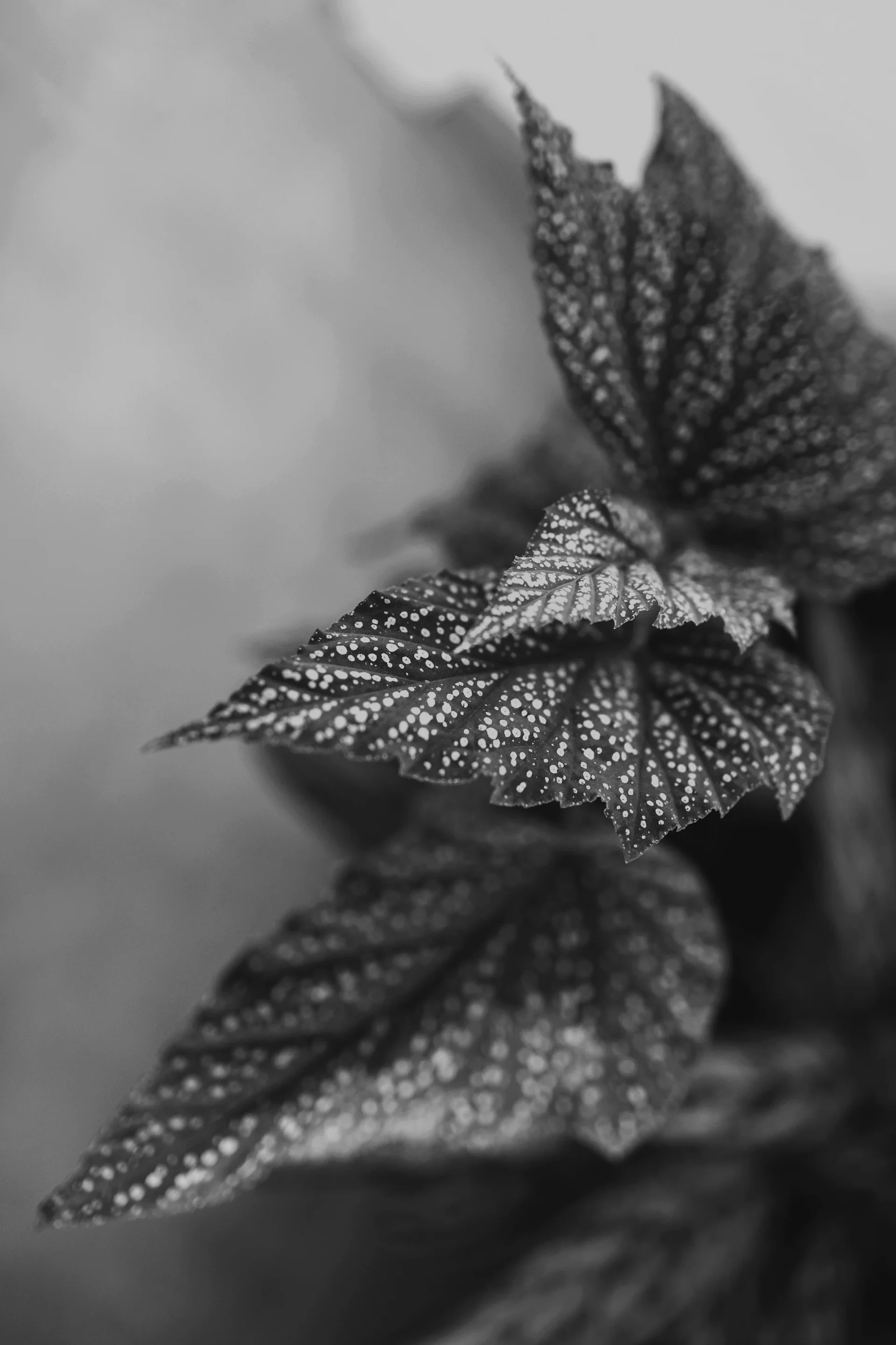 A Thousand Dots