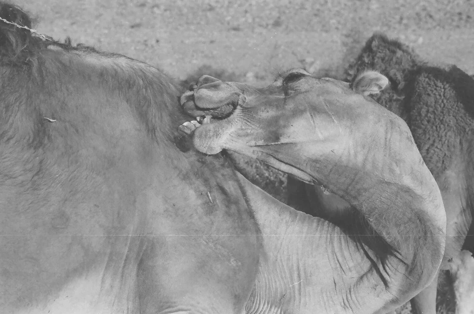 A Scratching Camel