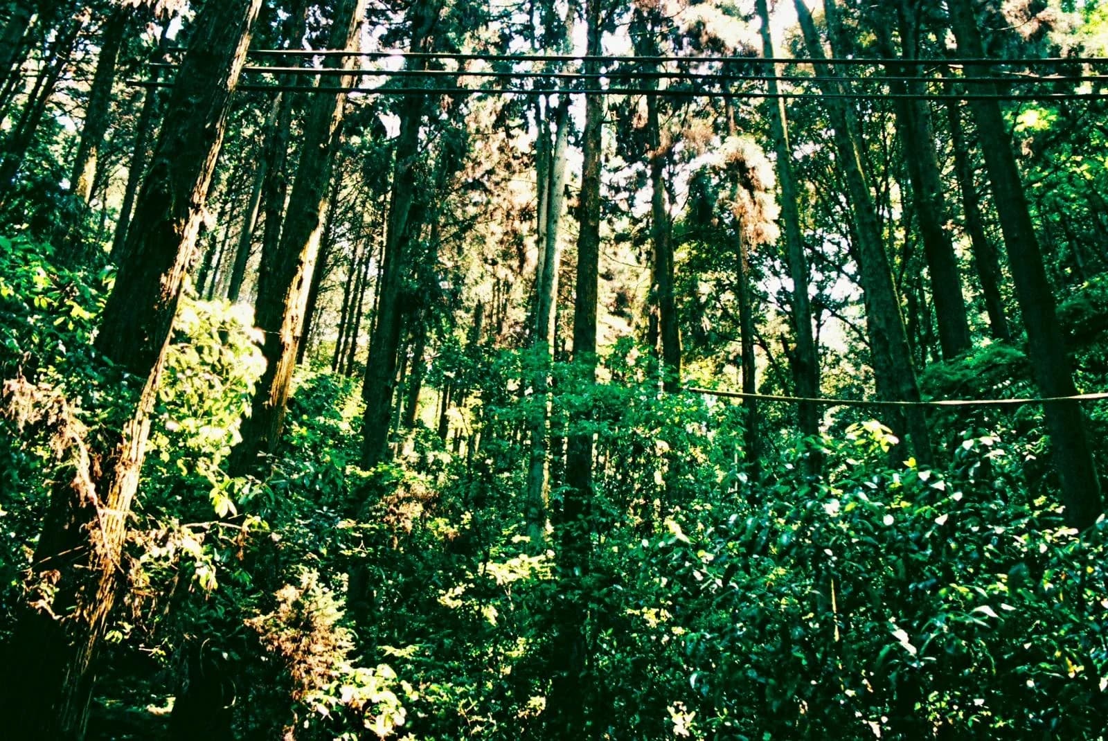 sunlight between the trees