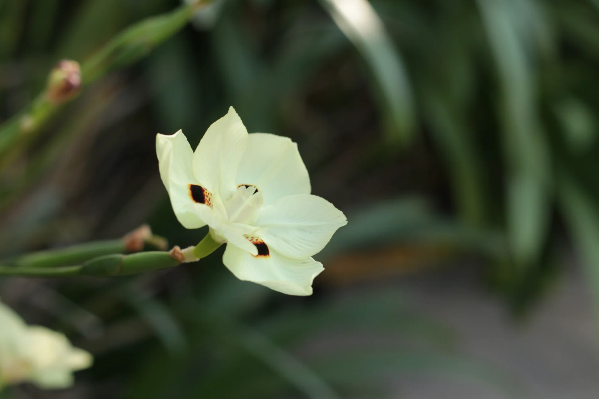 Dietes flower