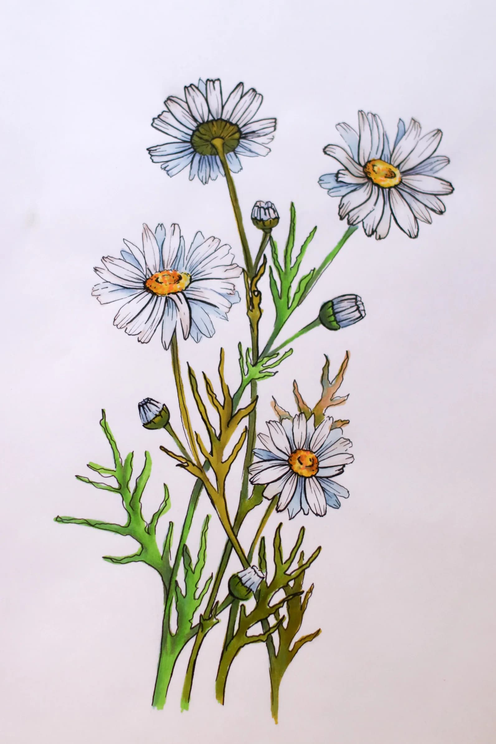 Daisies in Line