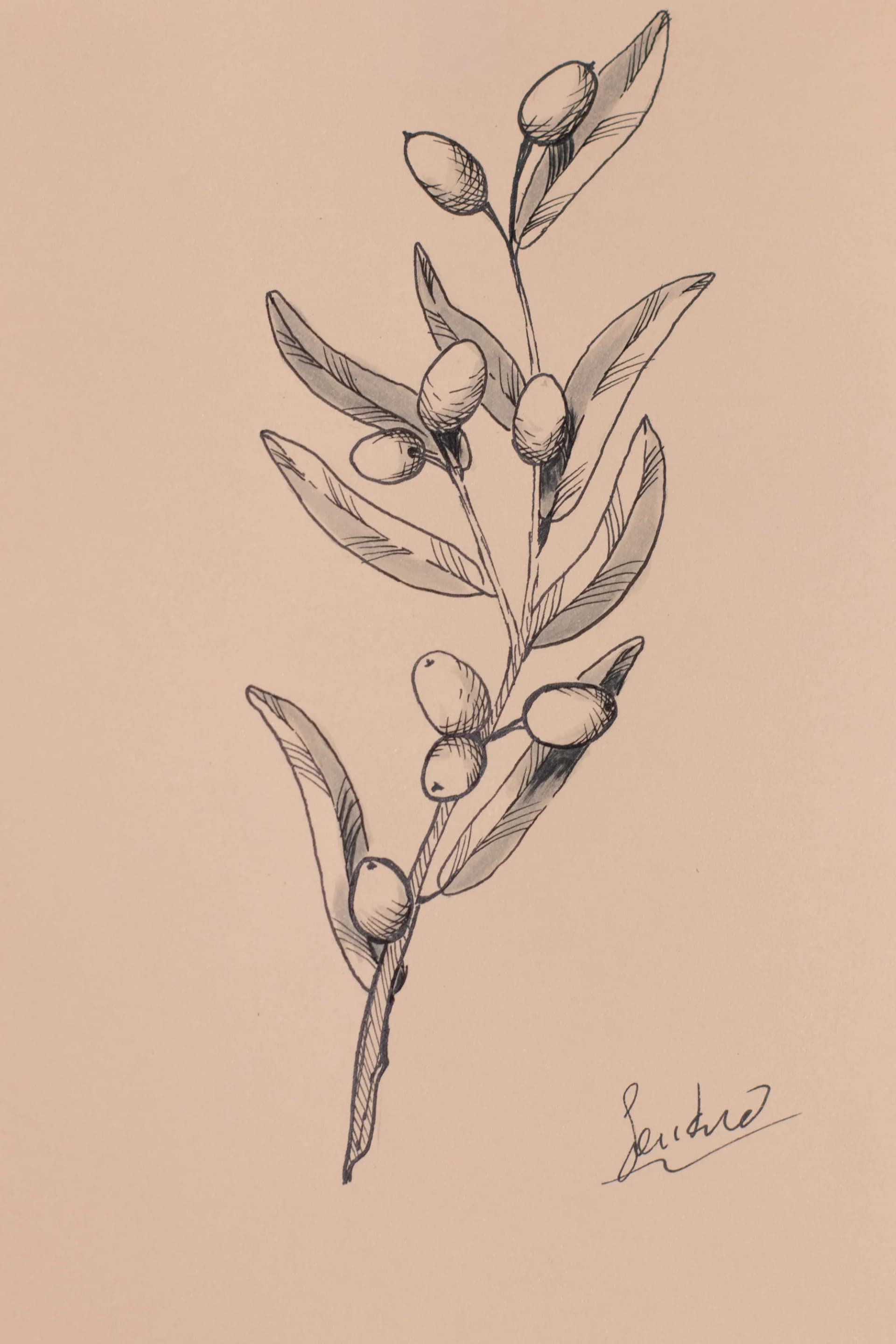 Olive Branch Study
