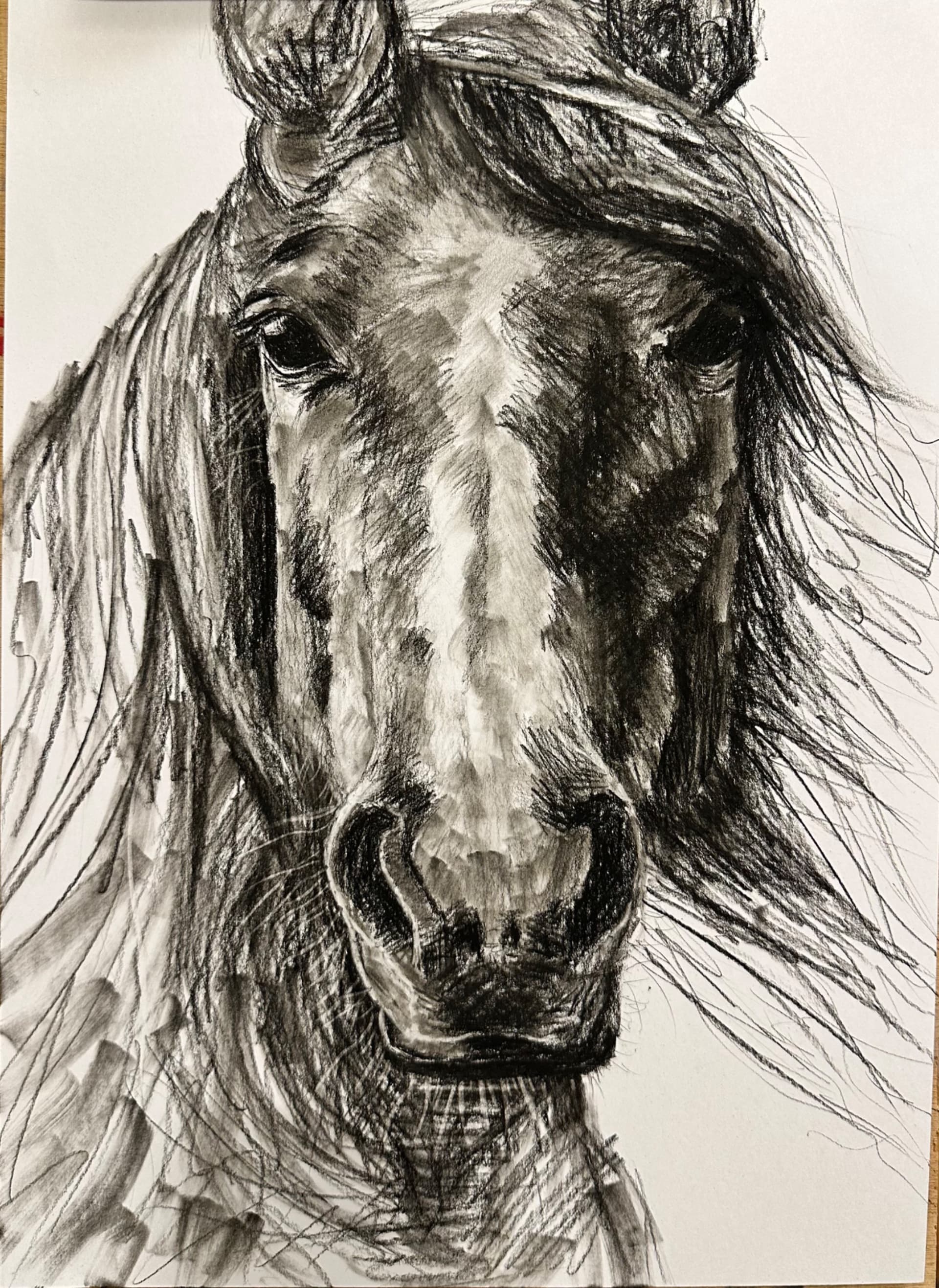The Horse's Gaze