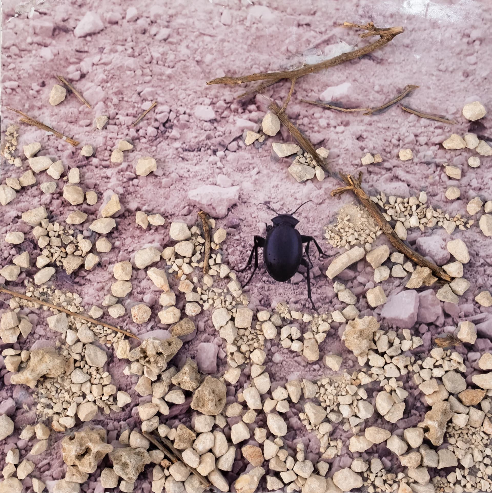 Beetle