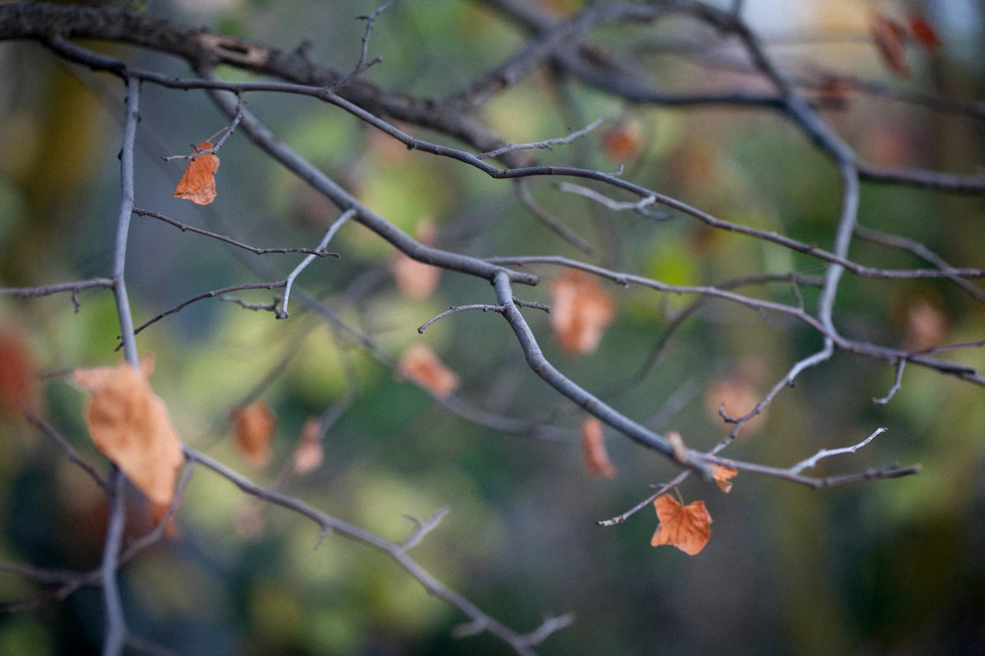 Autumn Leaves