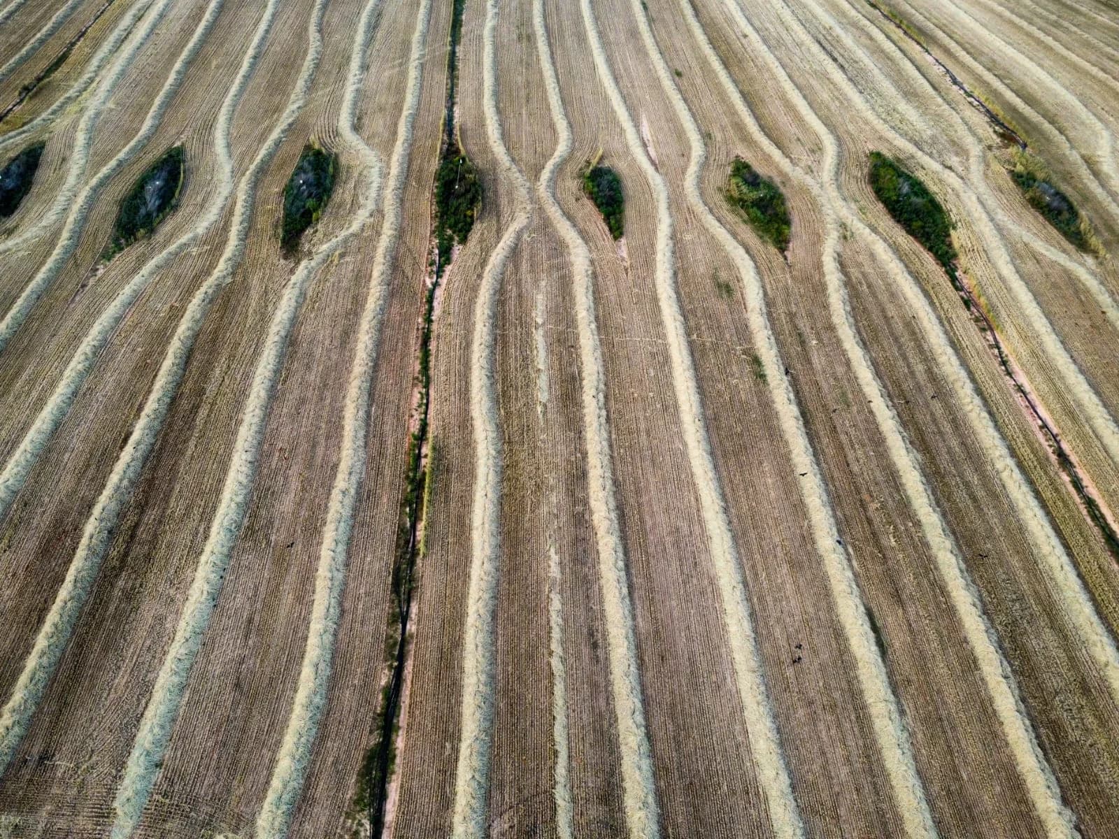 עיניים פקוחות