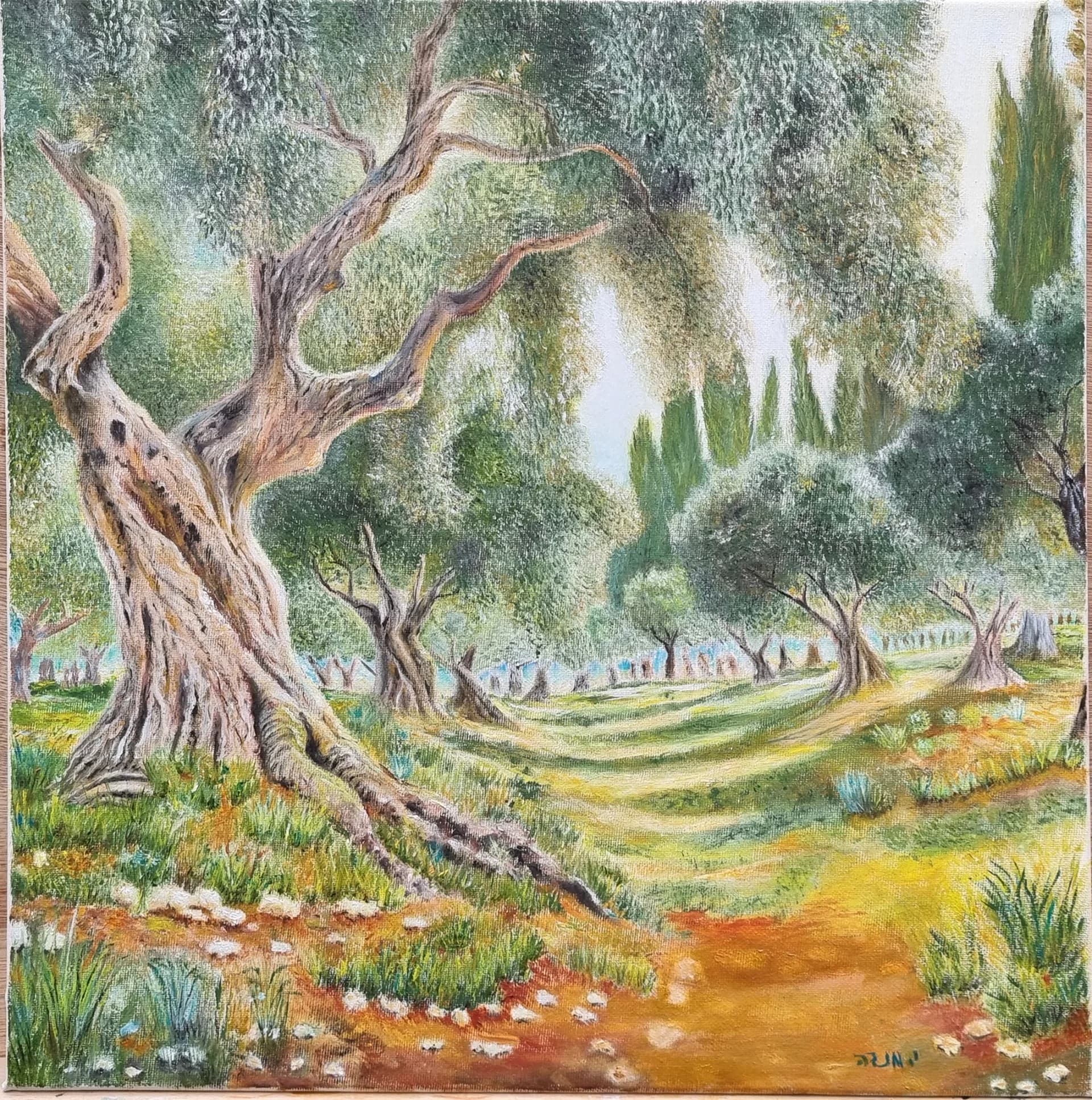 Olive grove in Carmel