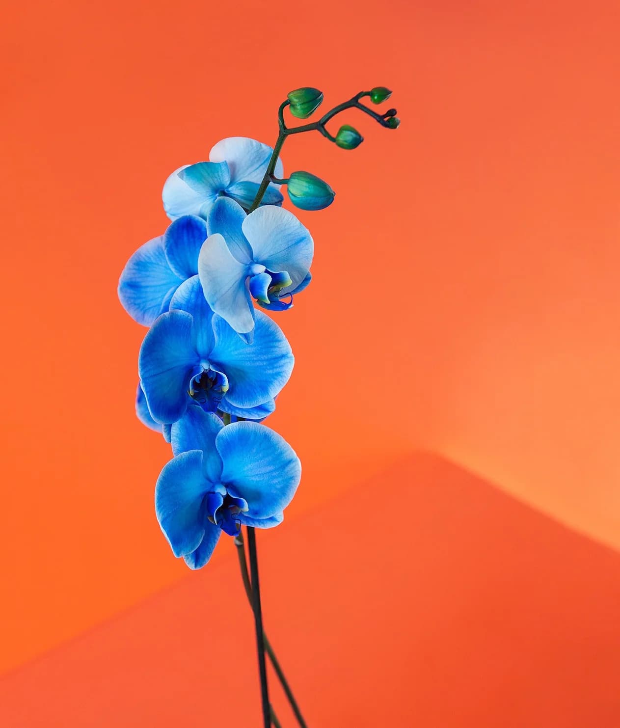 Orange Orchid
