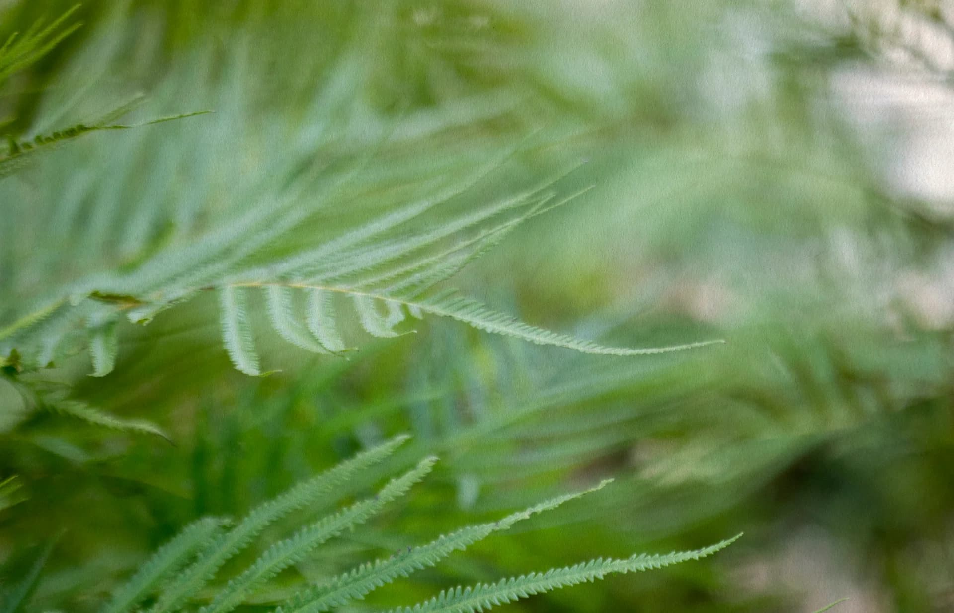 הרמוניה בירוק