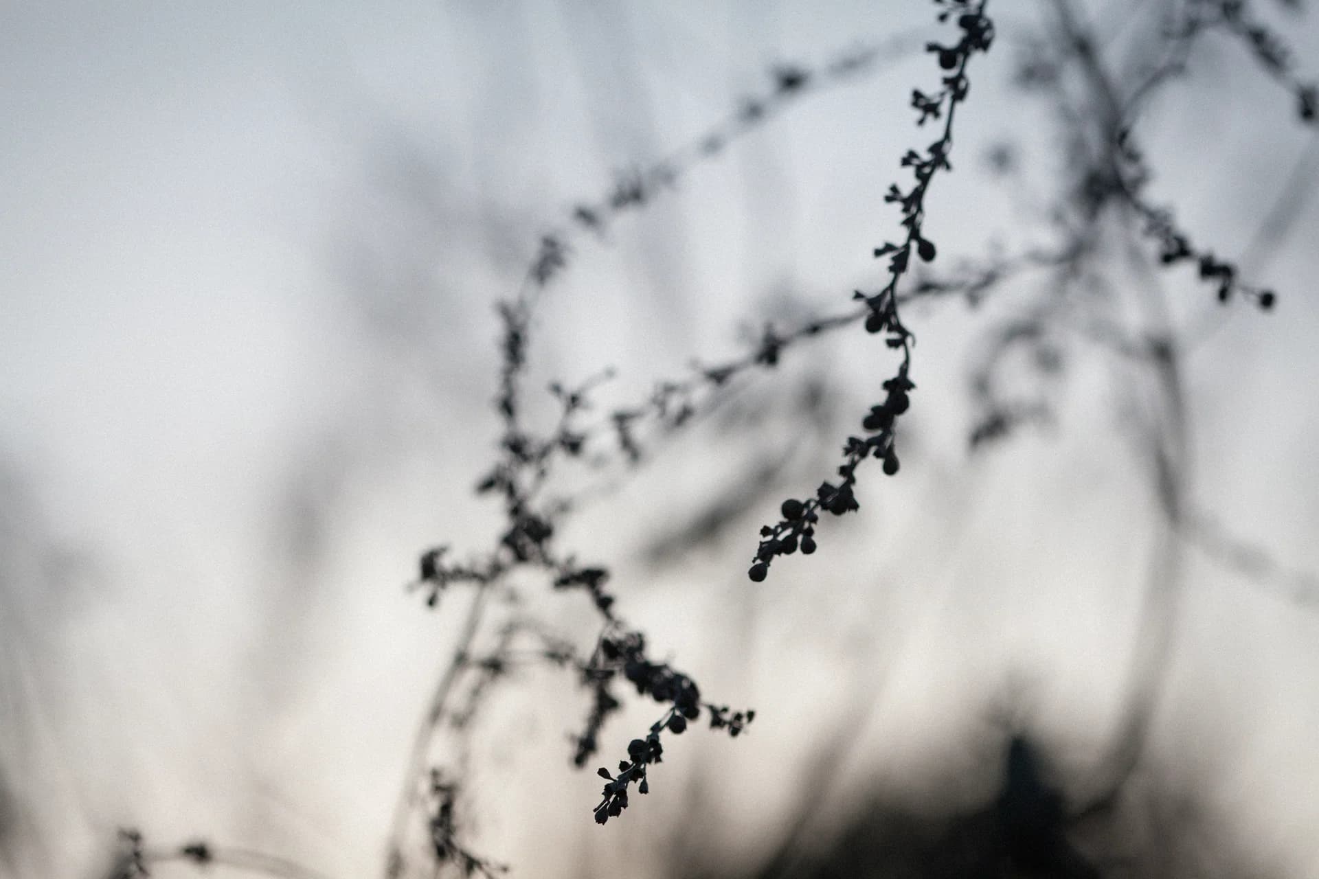 Silhouette