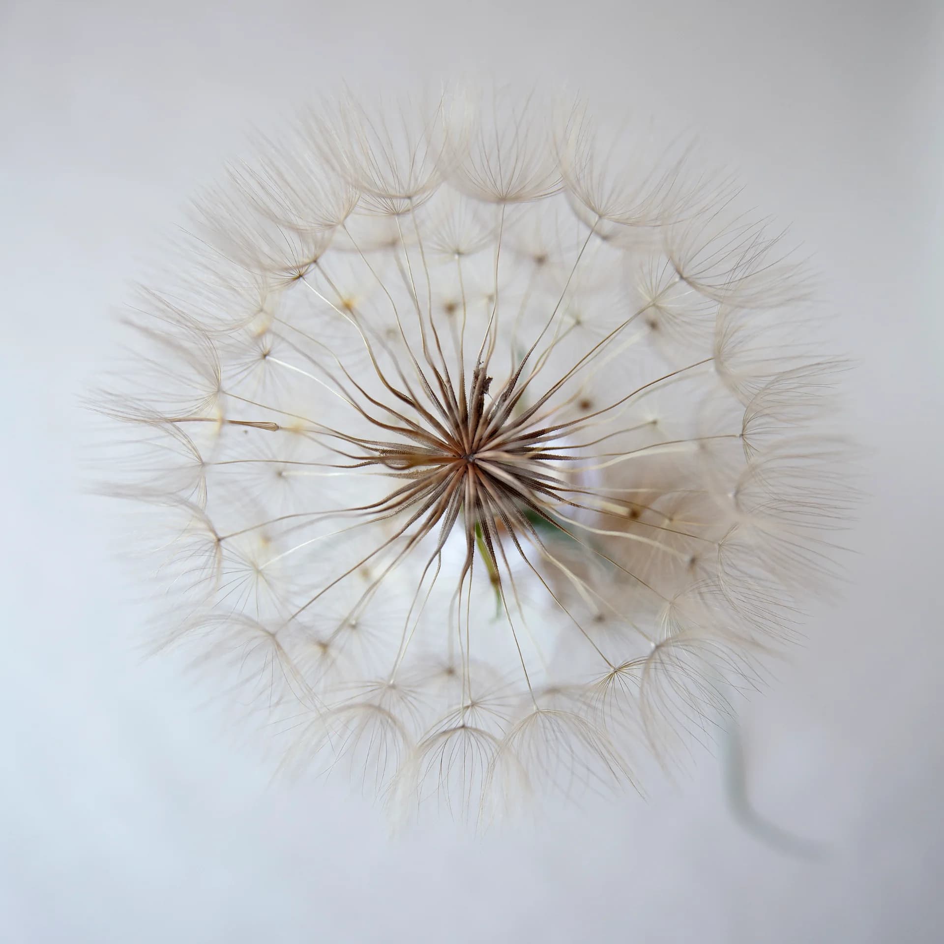 A Simple Wish