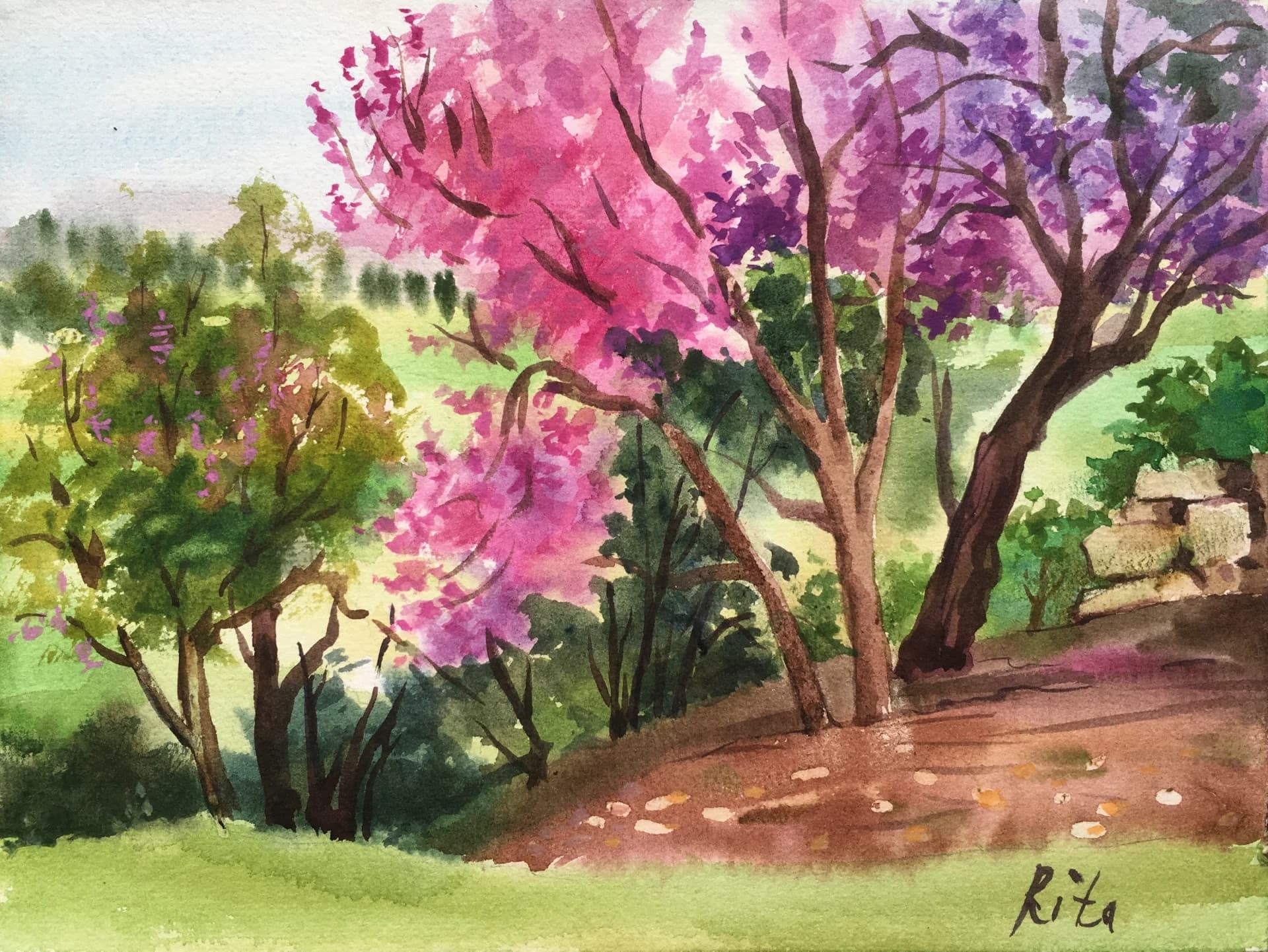 Judas-tree