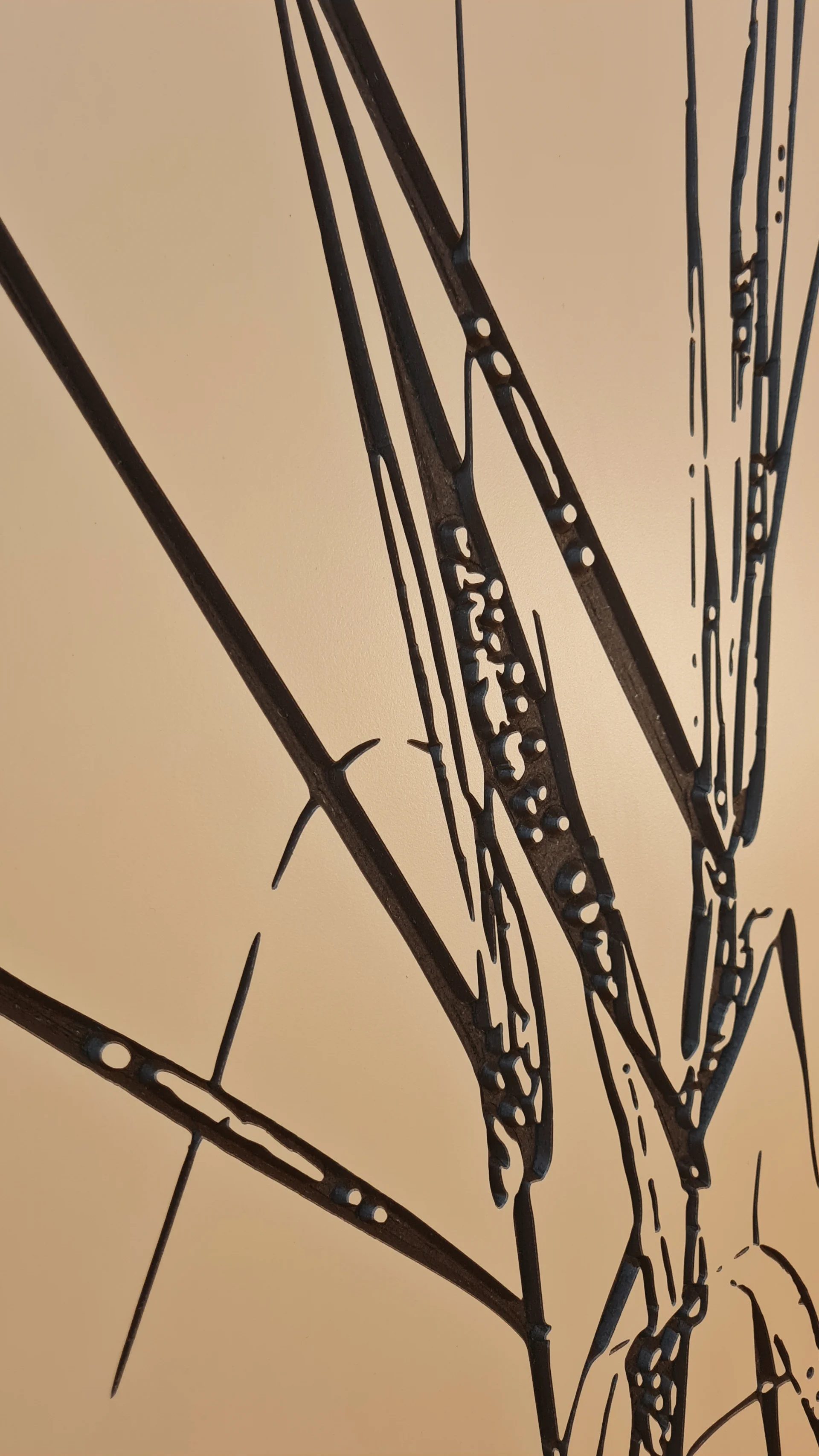 Giant reed