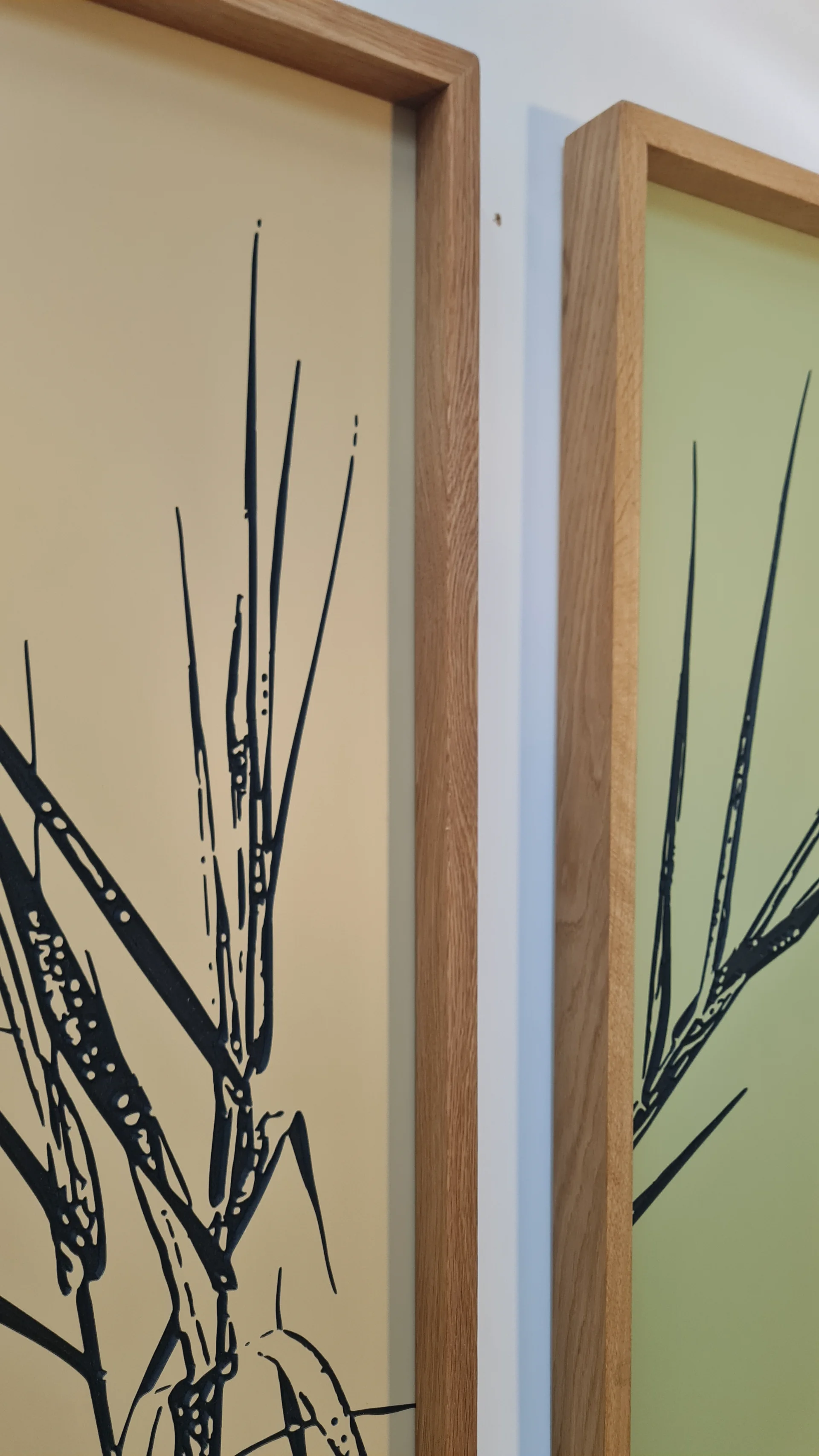 Giant reed 4
