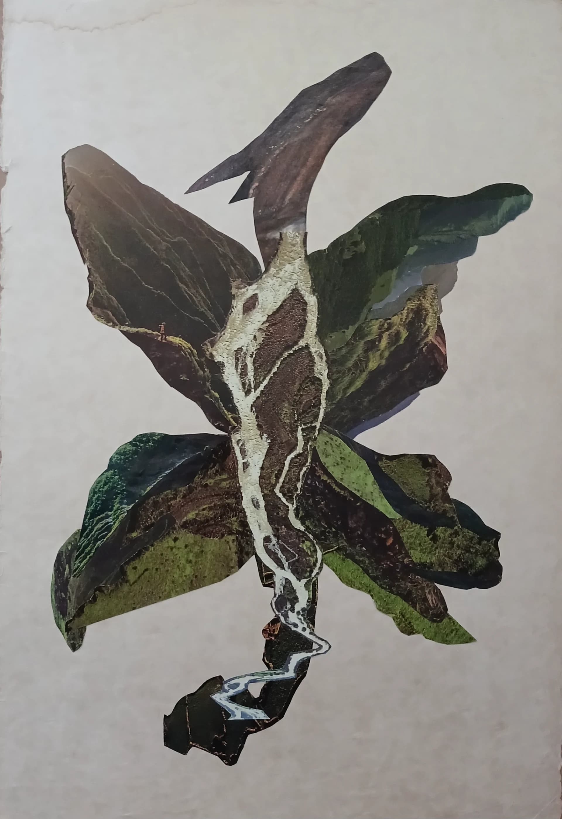 A dragon