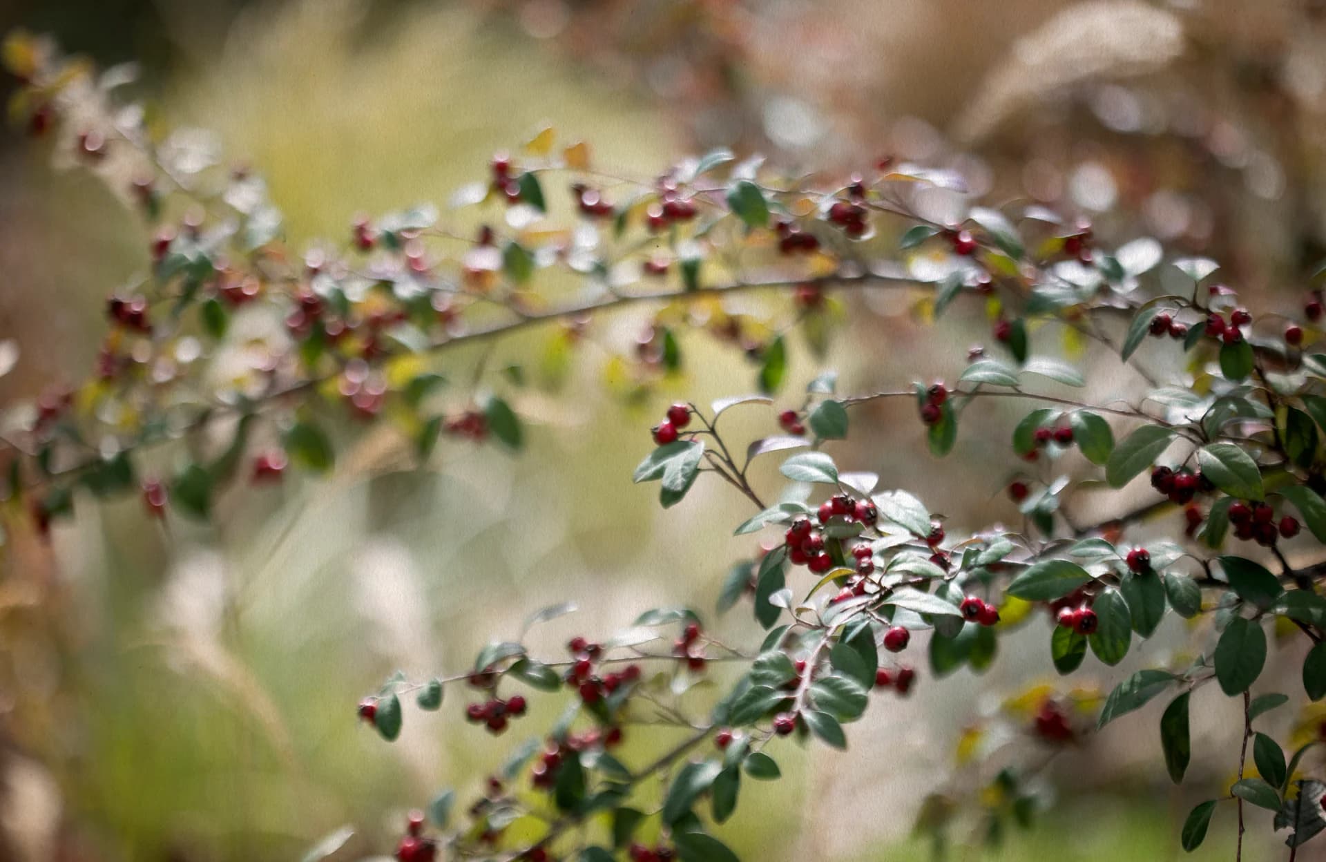 Wild Bloom