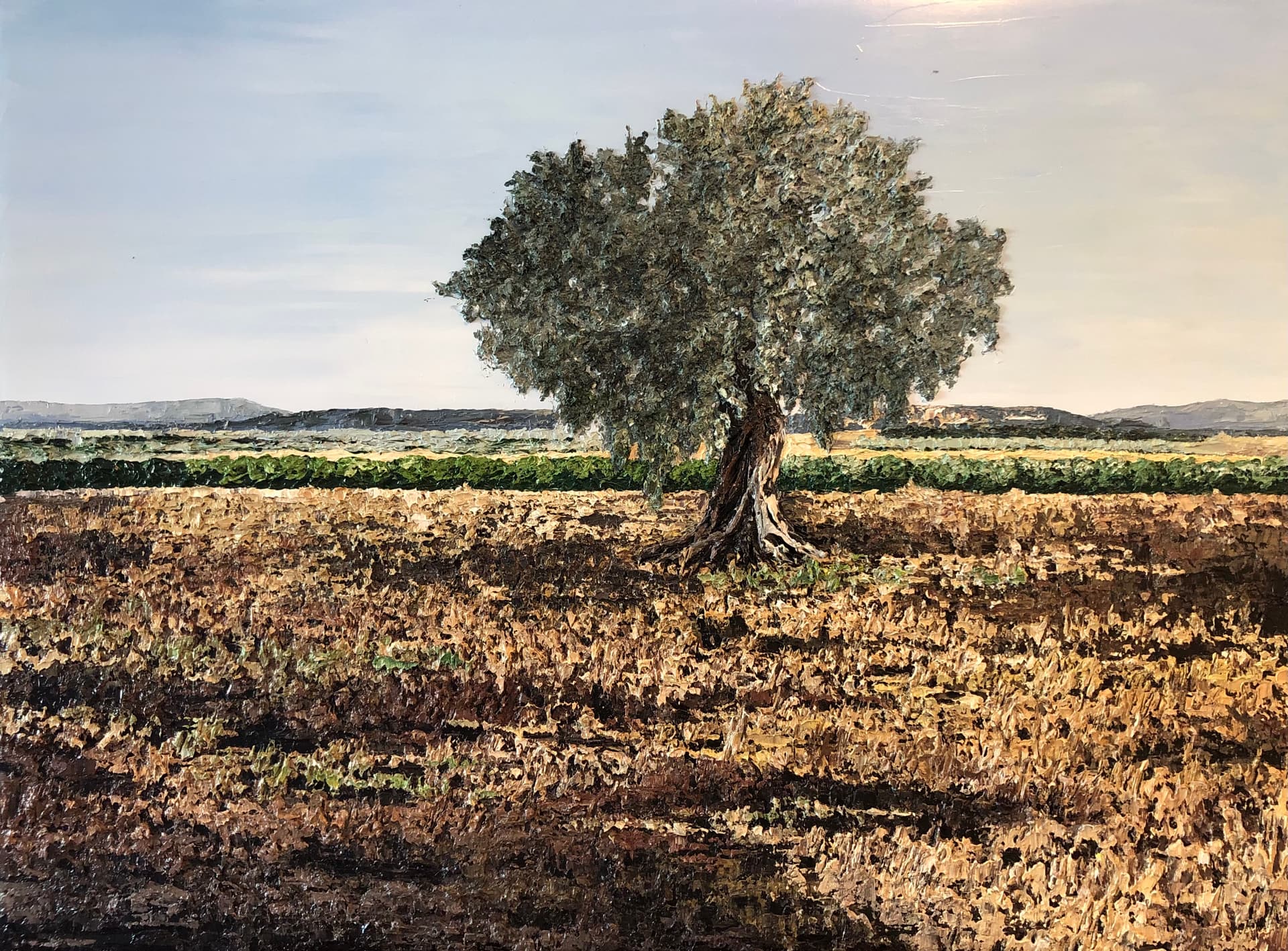 The lonely olive tree in the fields of Bet Haemek