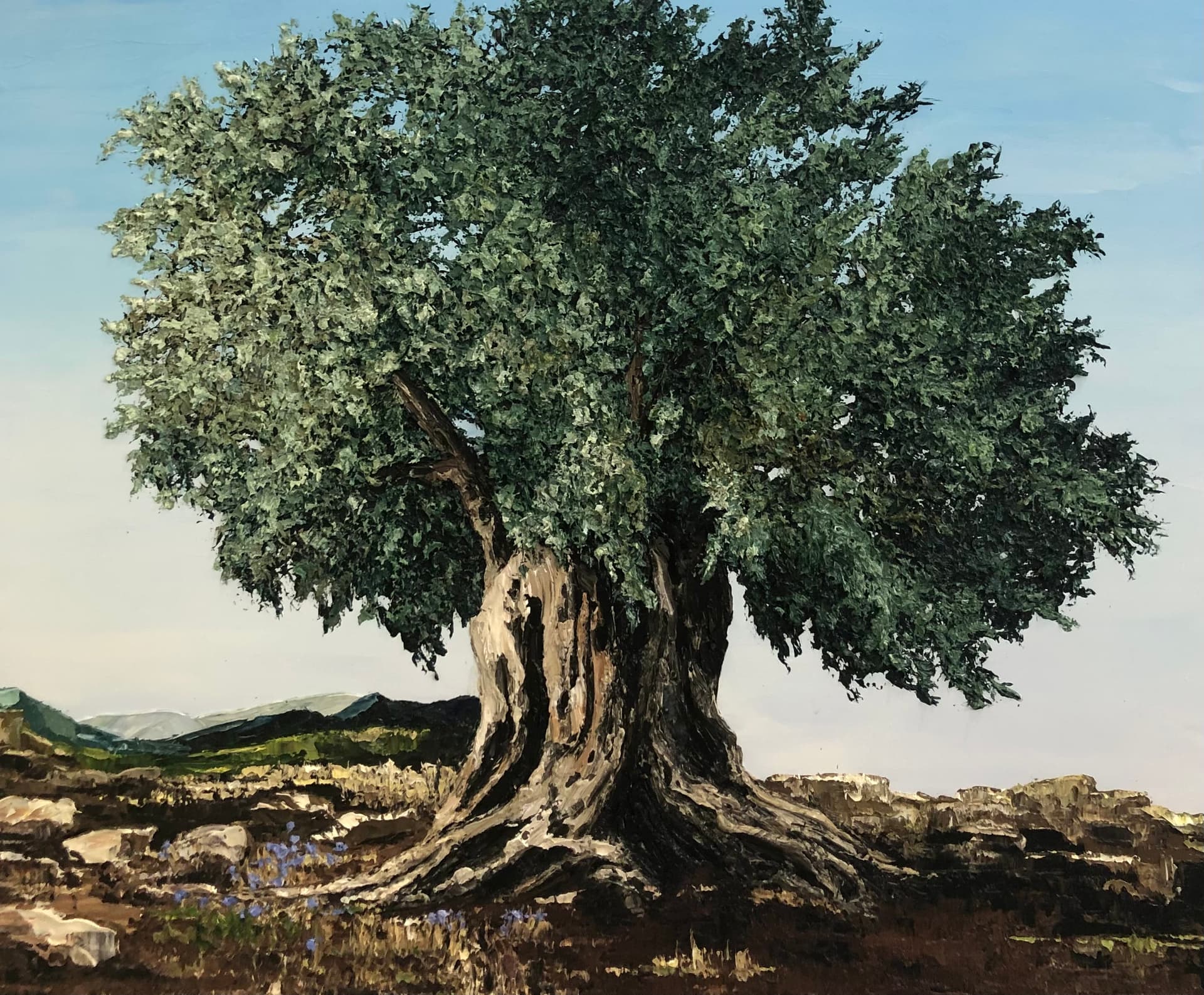 Olive tree on a hill