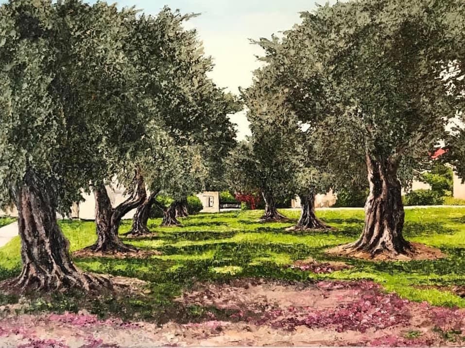 Olive tree grove