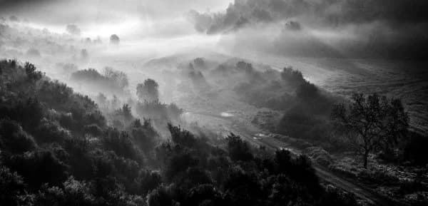 Wild Fog