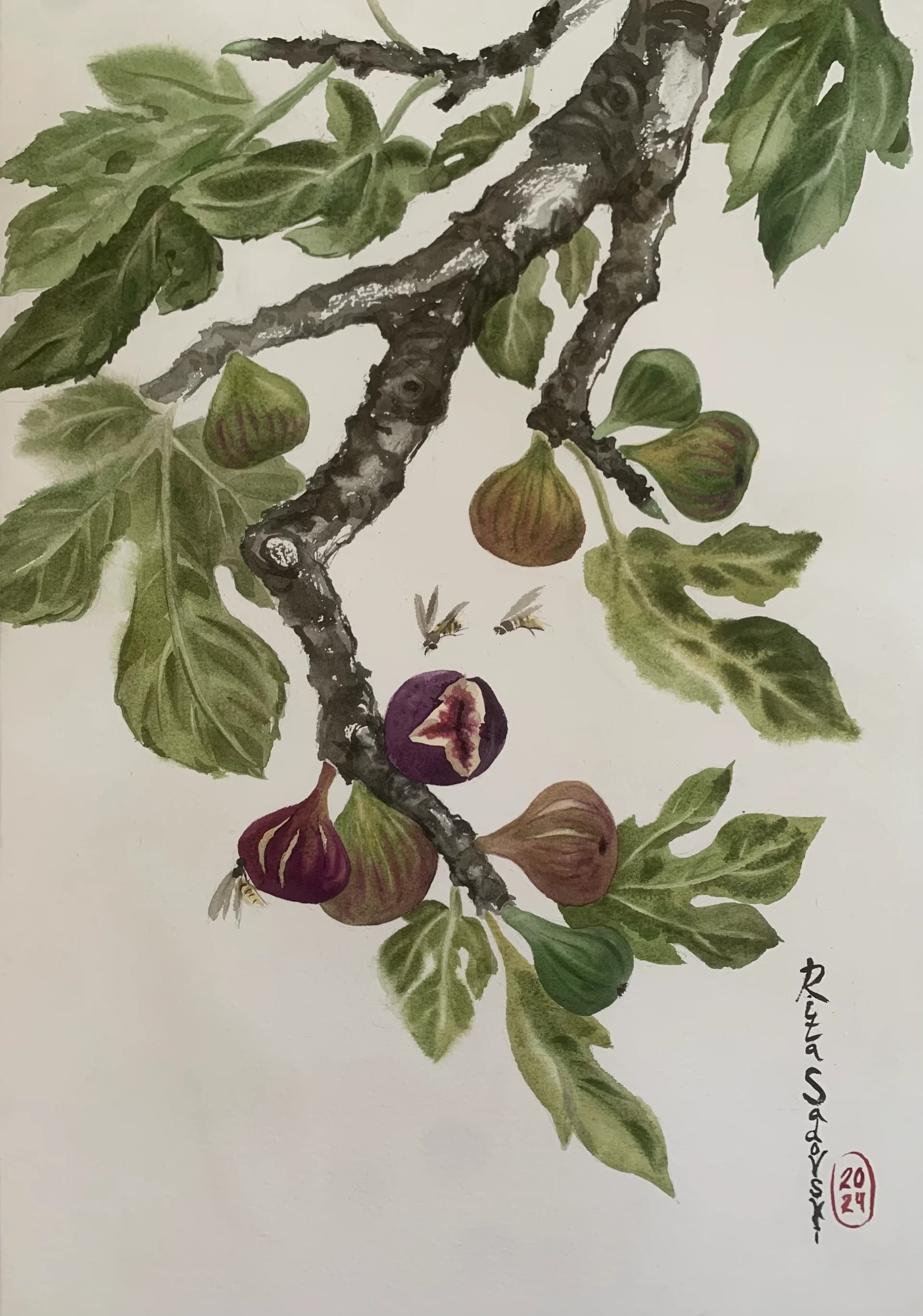 Fig
