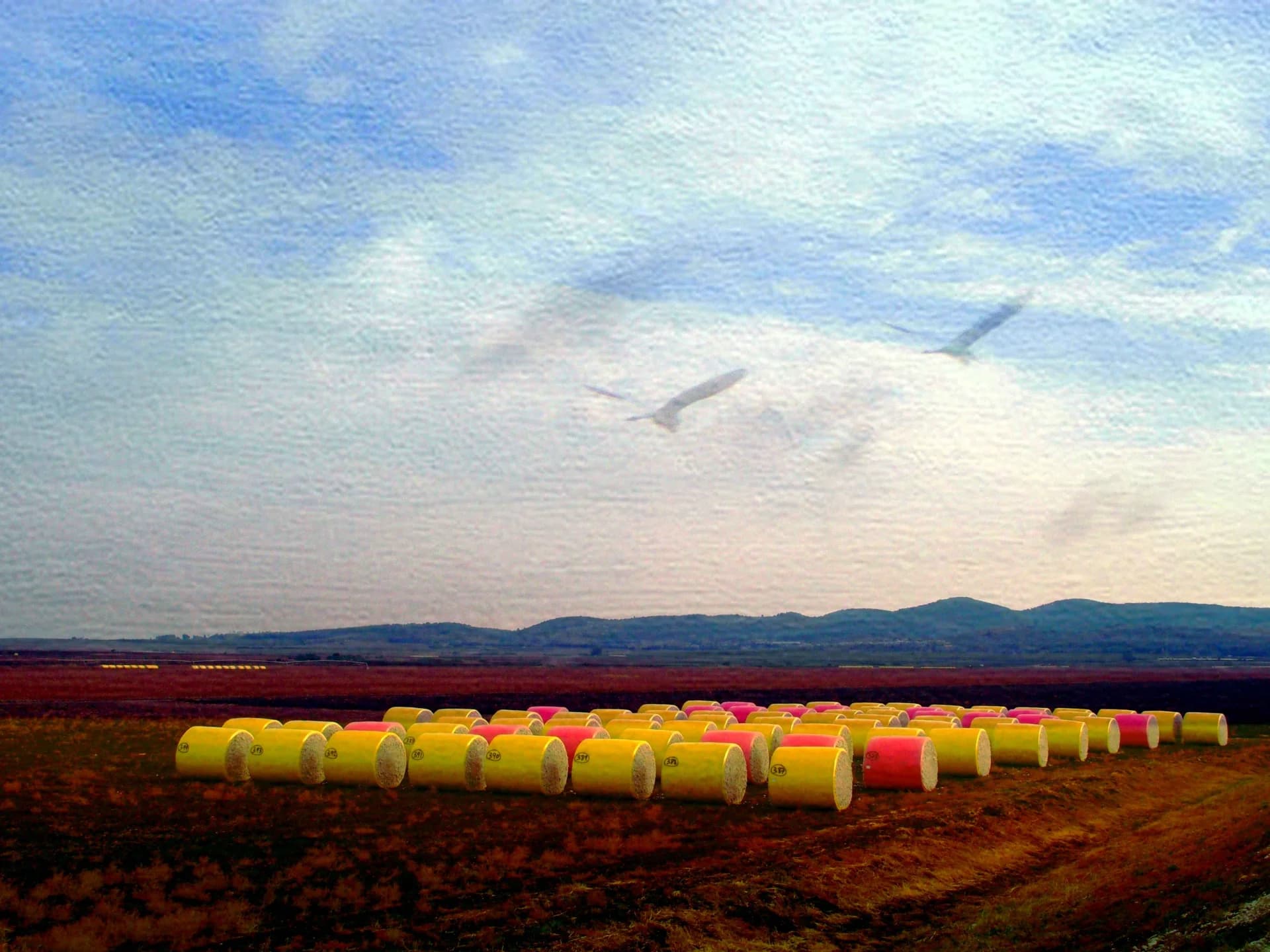 Cotton 3