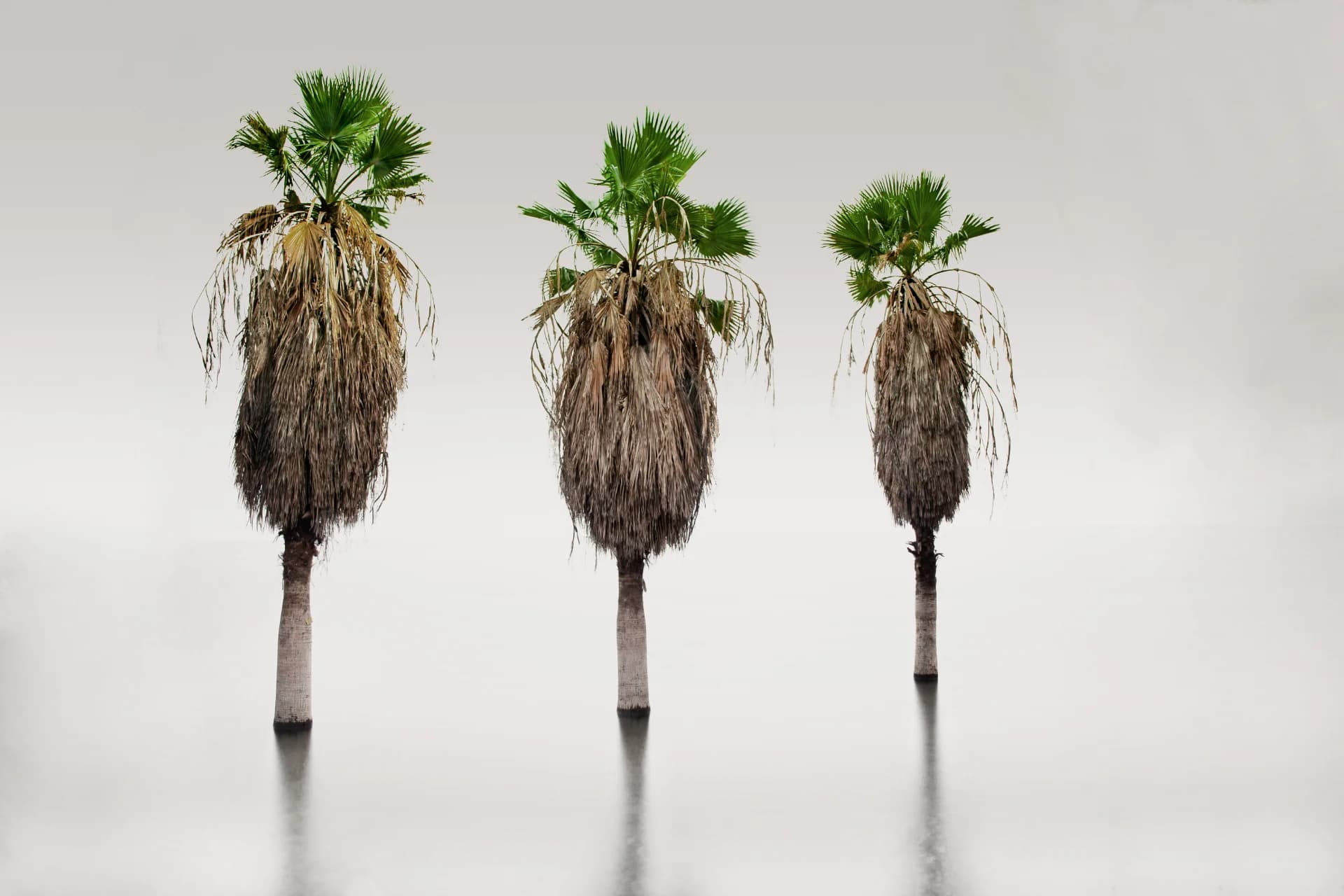 Three palms