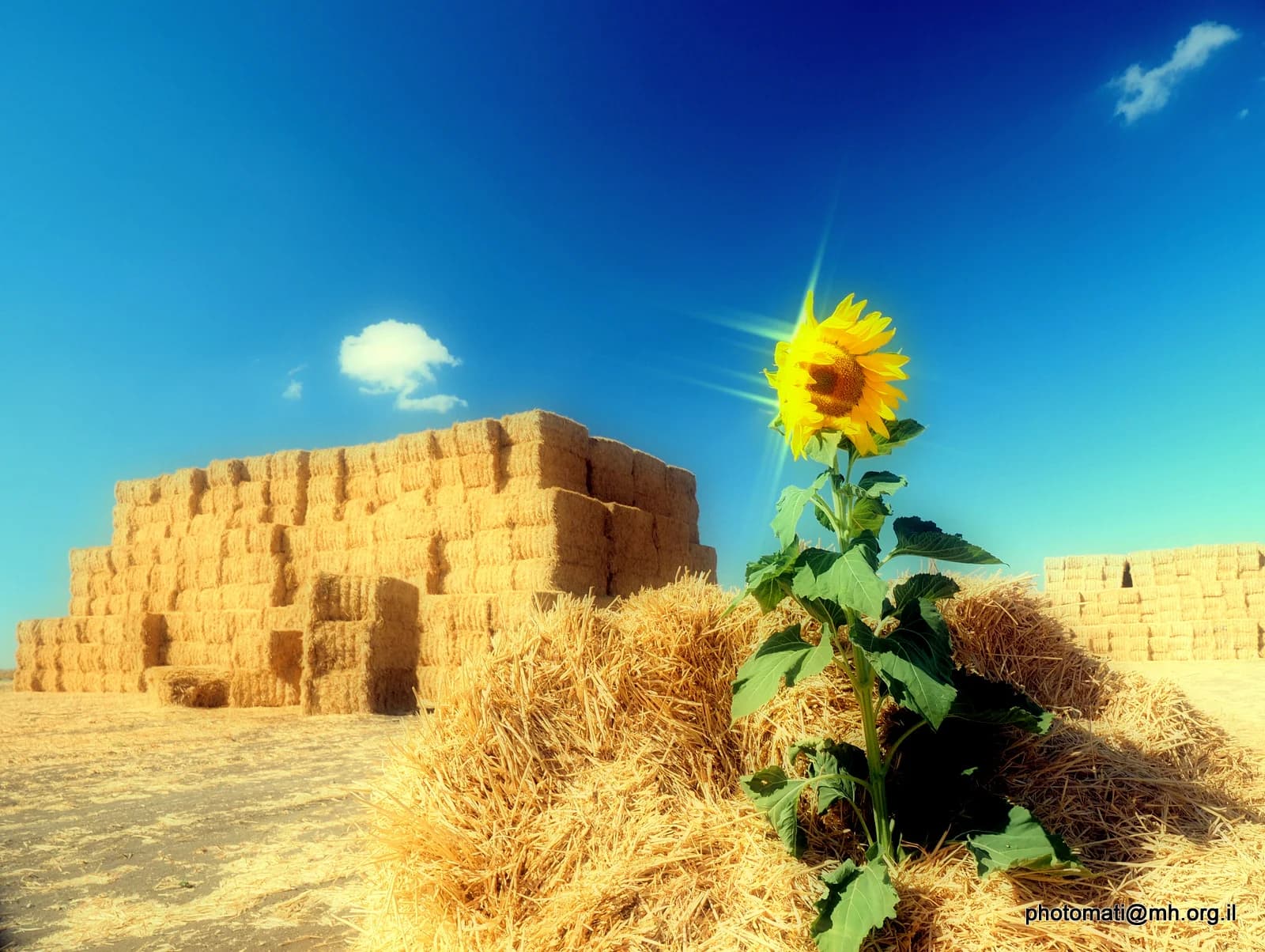 Sunflowers 3