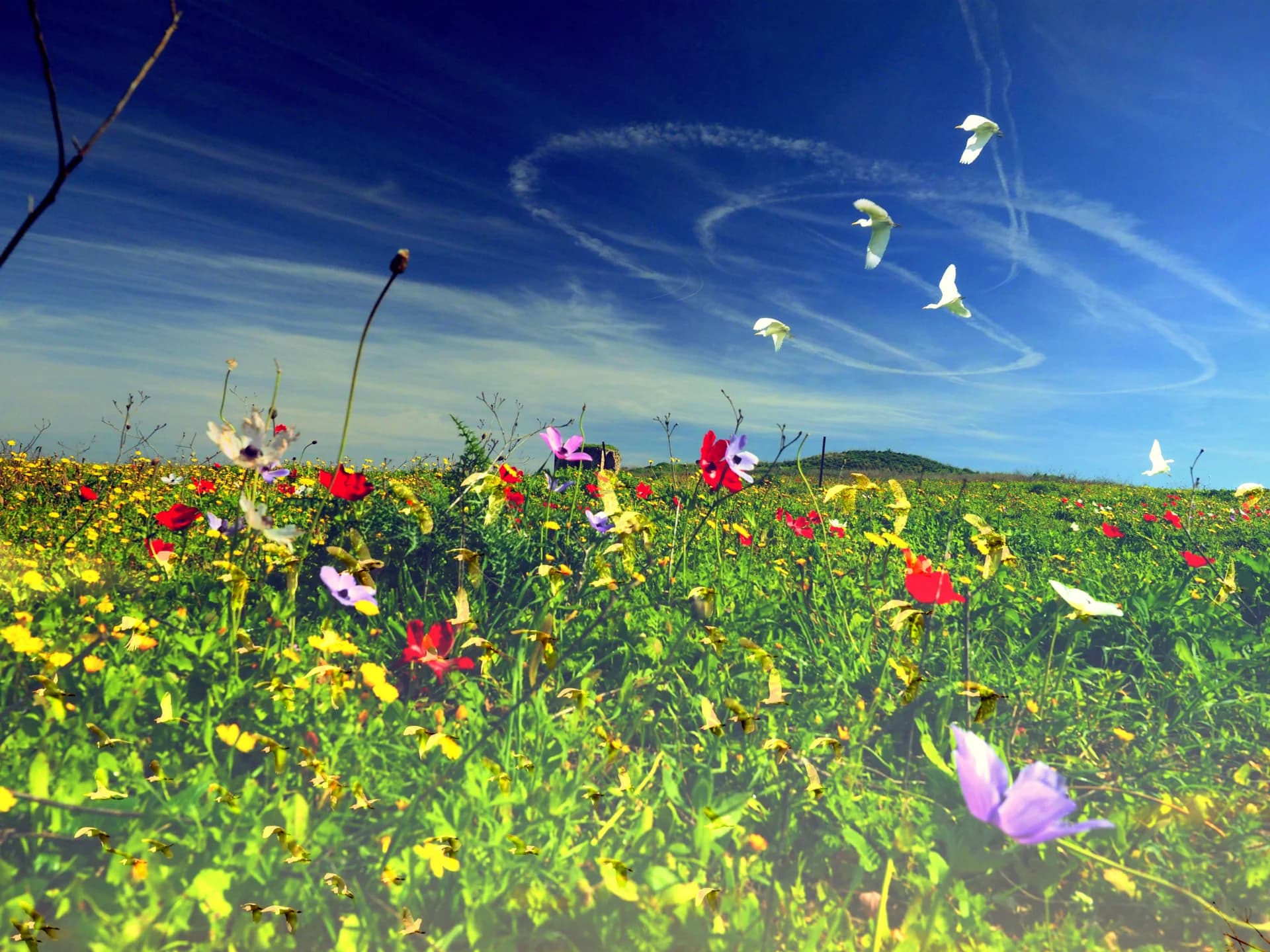 Peace Valley