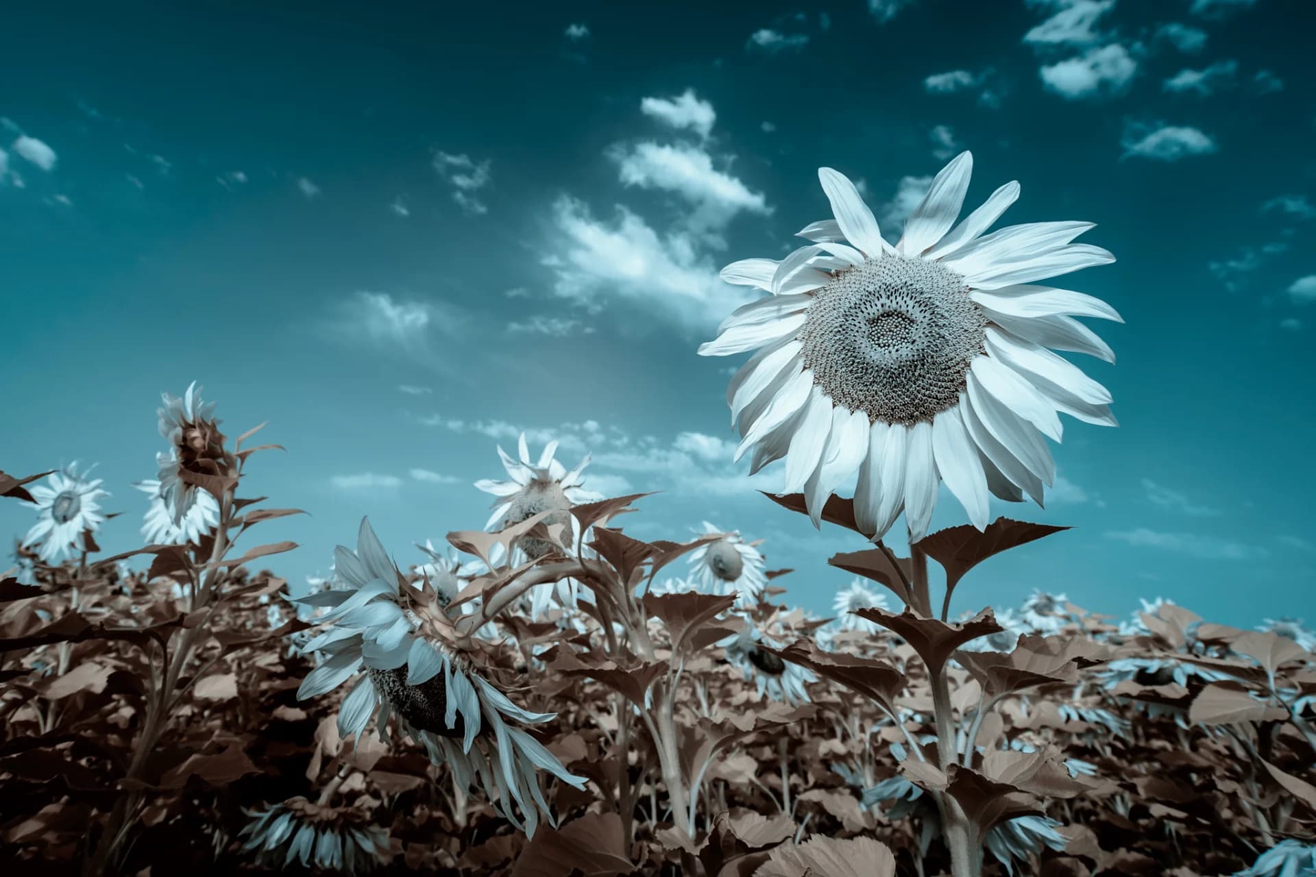 Sunflowers