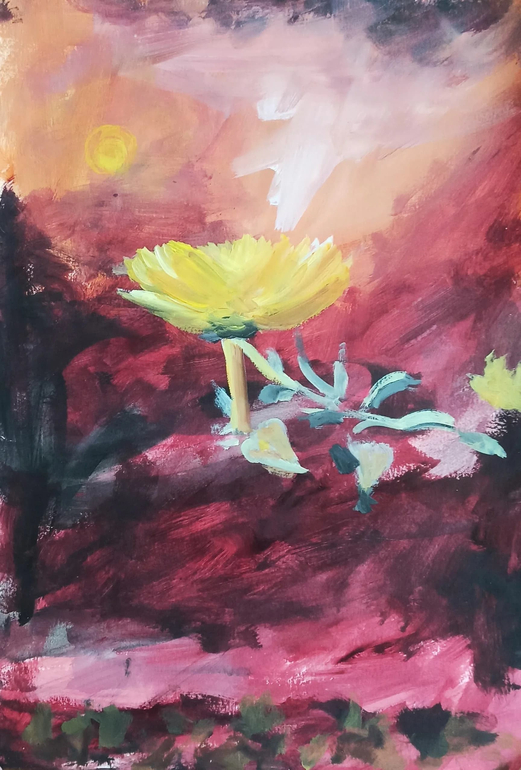 פרחי בר - נר הלילה החופי