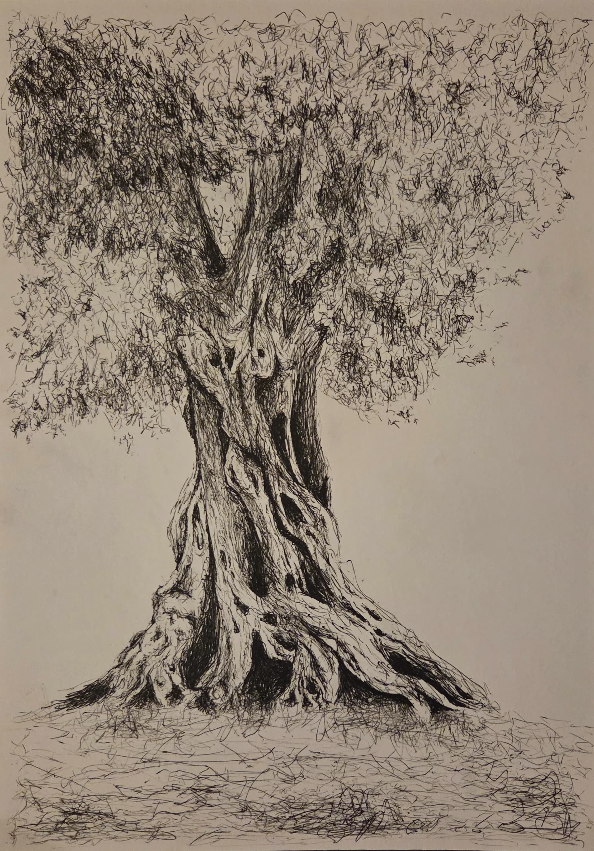 Olive tree