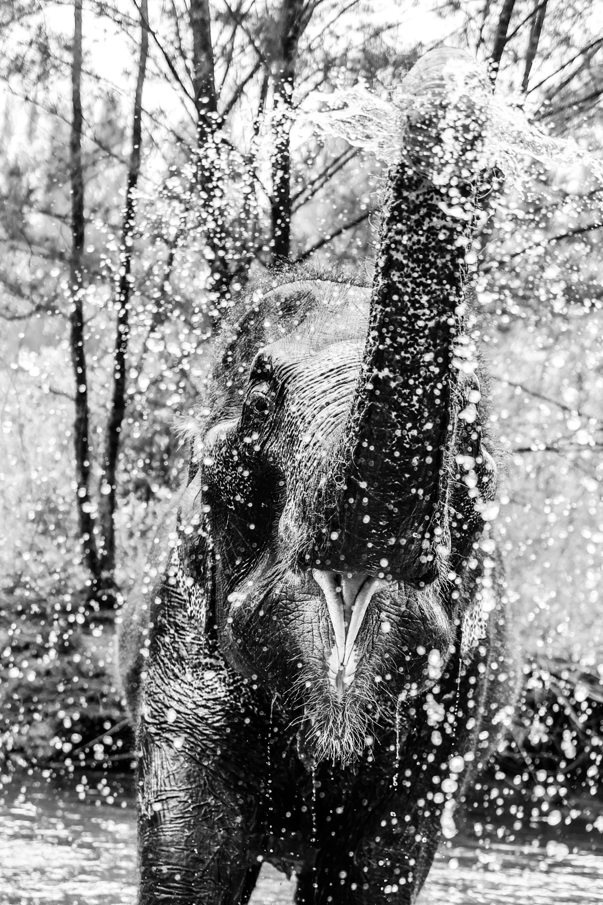 The Water Crown
