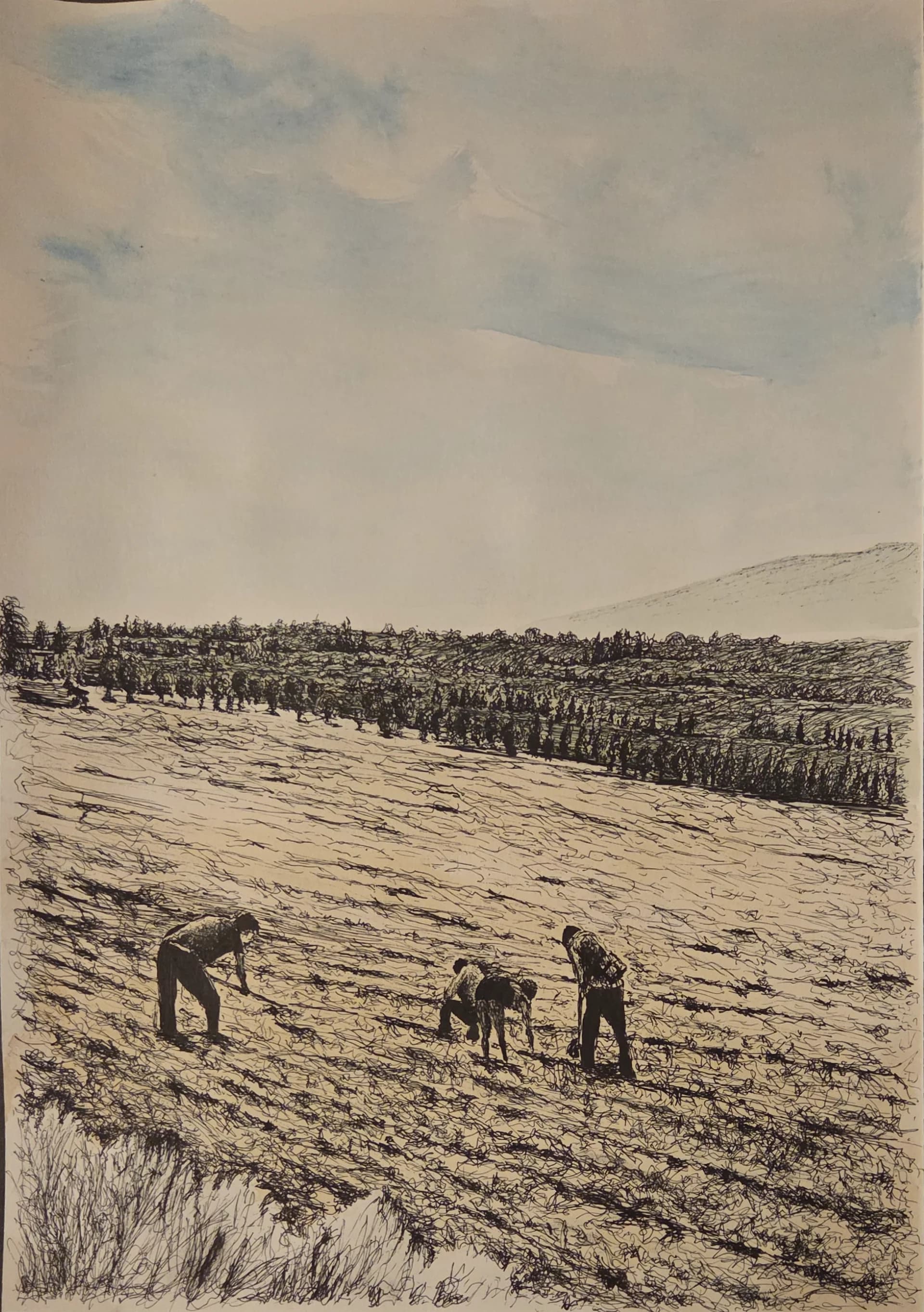 Field crops in Tel Katzir 1949