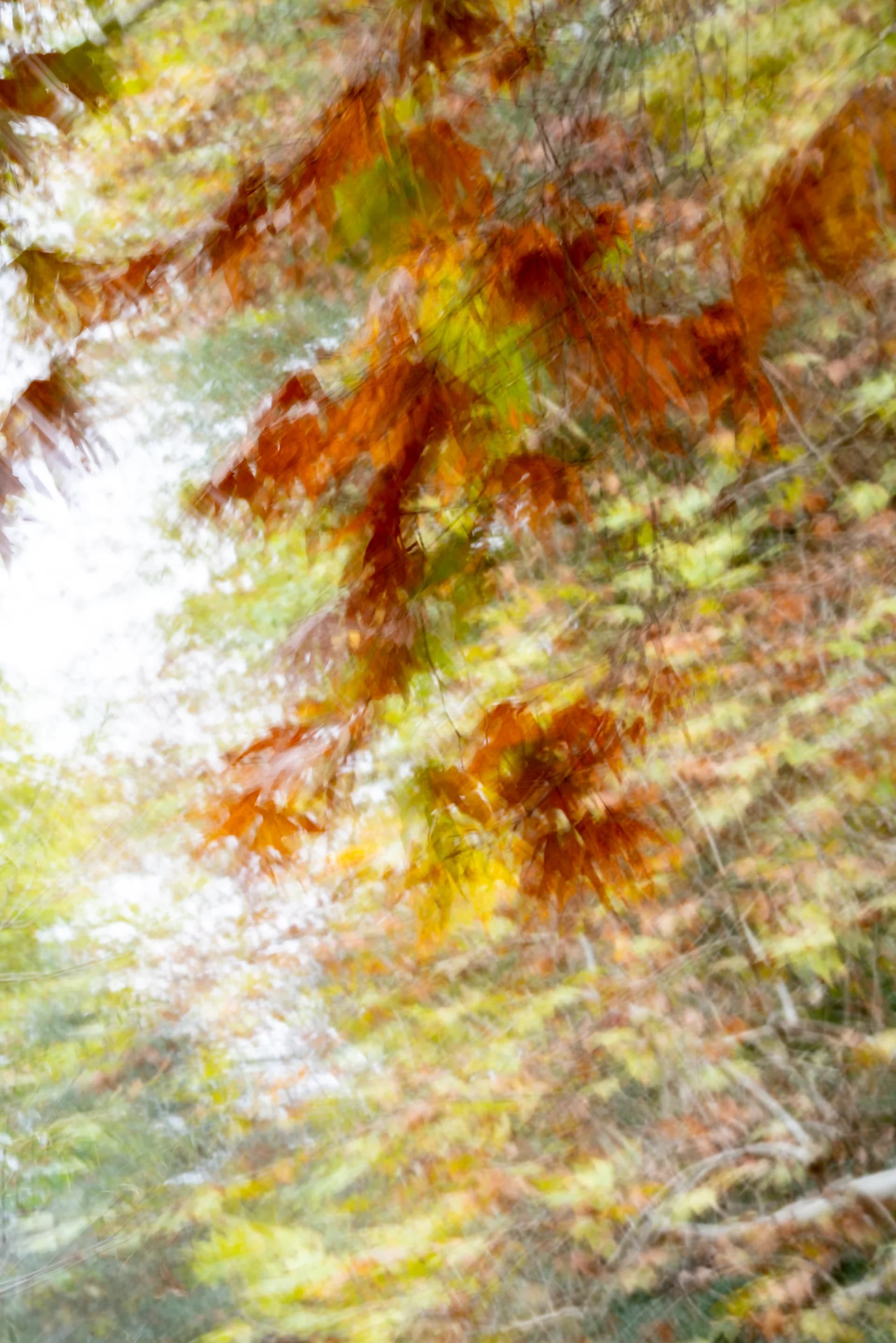 Ornage fall