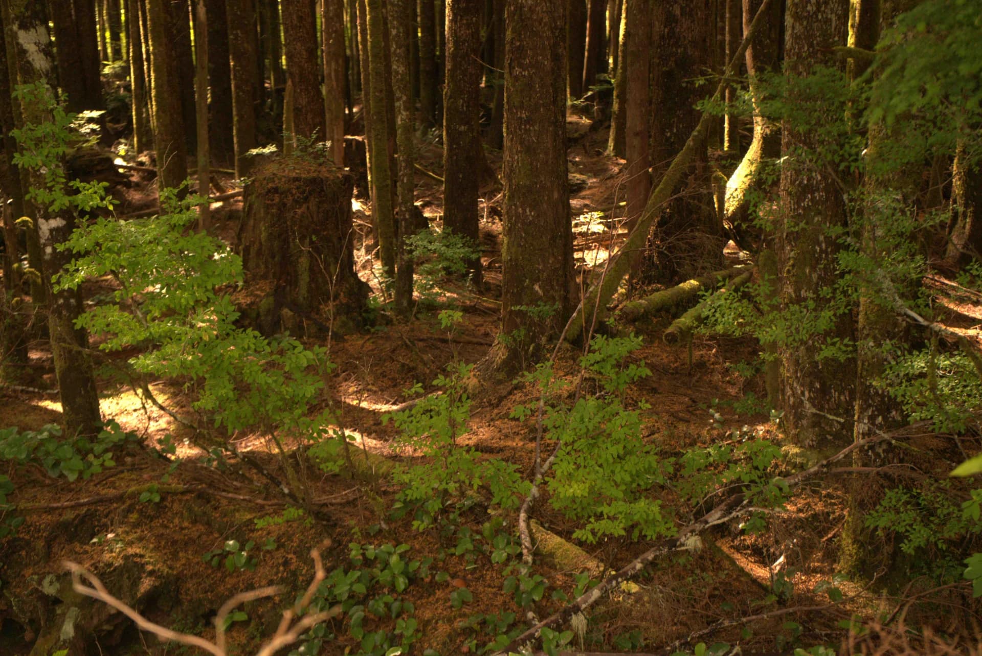 אור ביער עוות