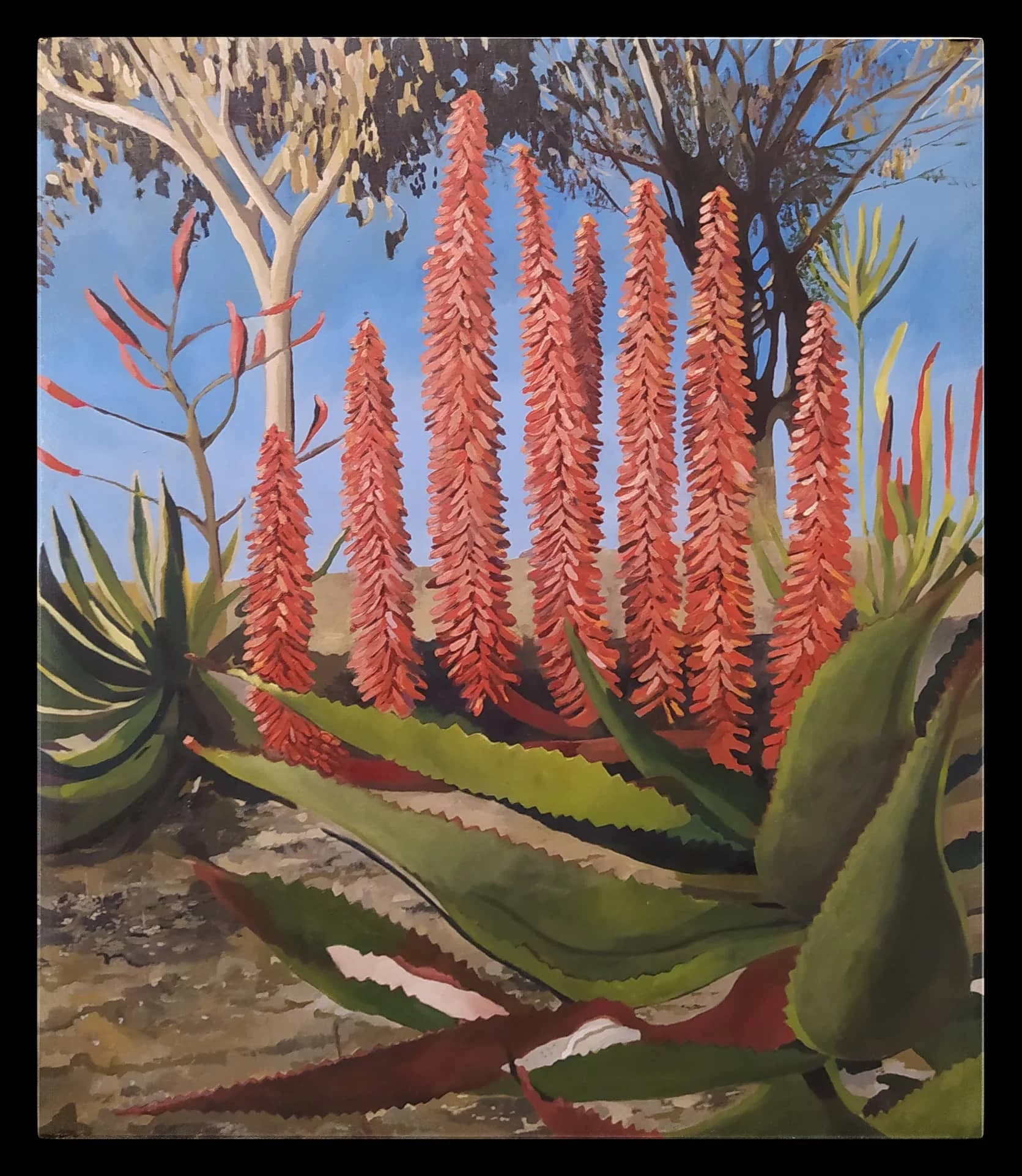 Aloe Blossoms