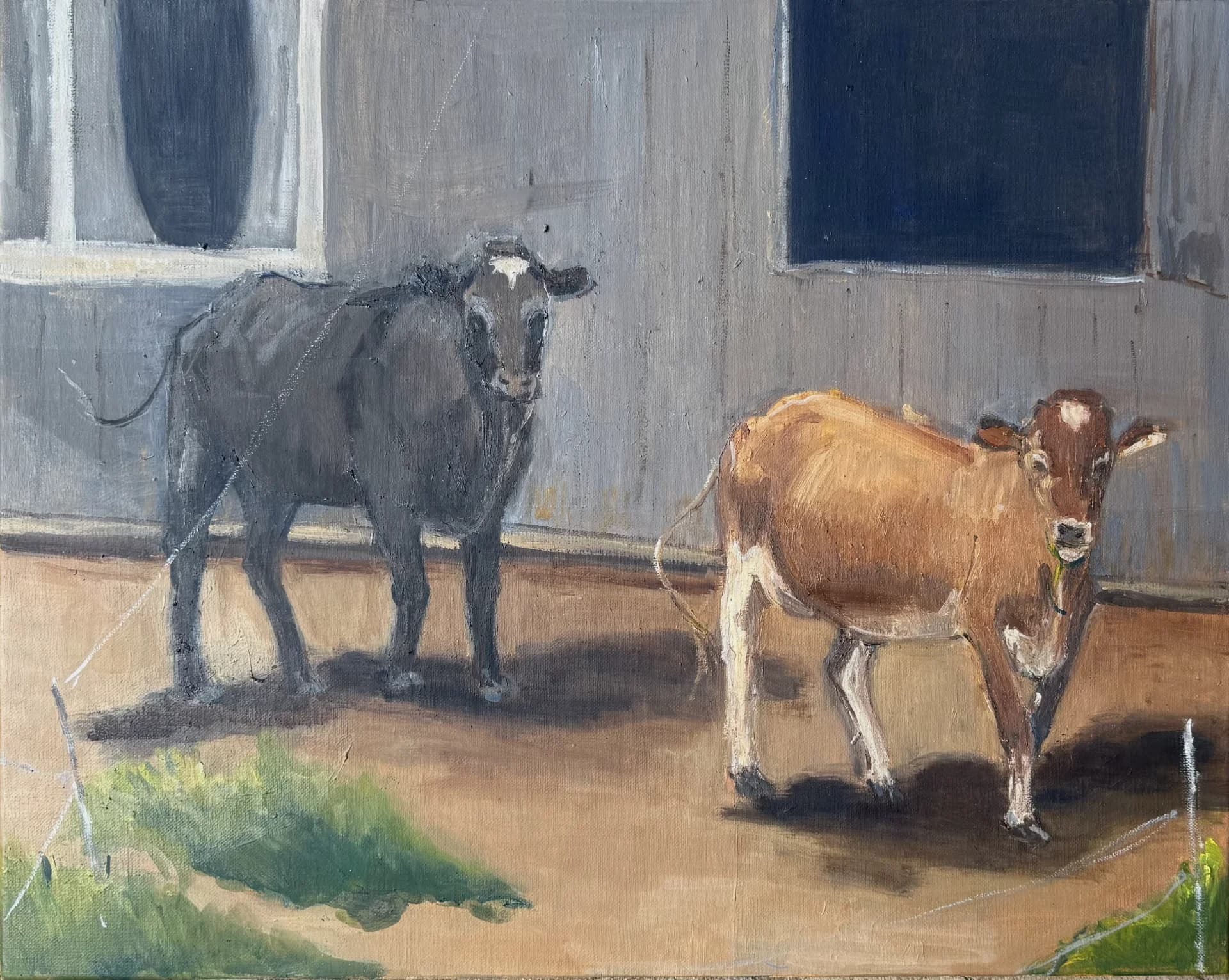 Cows During Summer