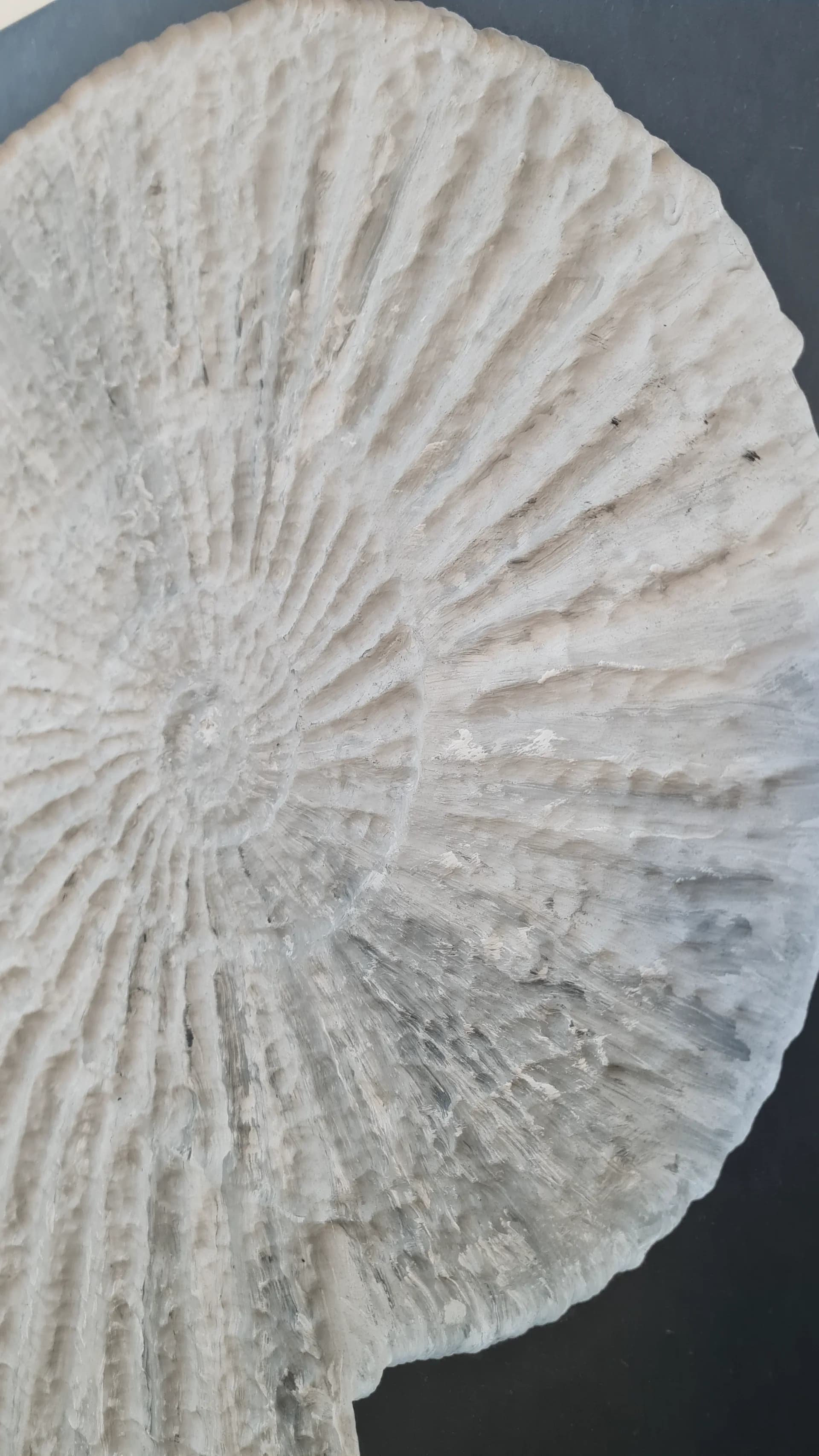 The fossil 3