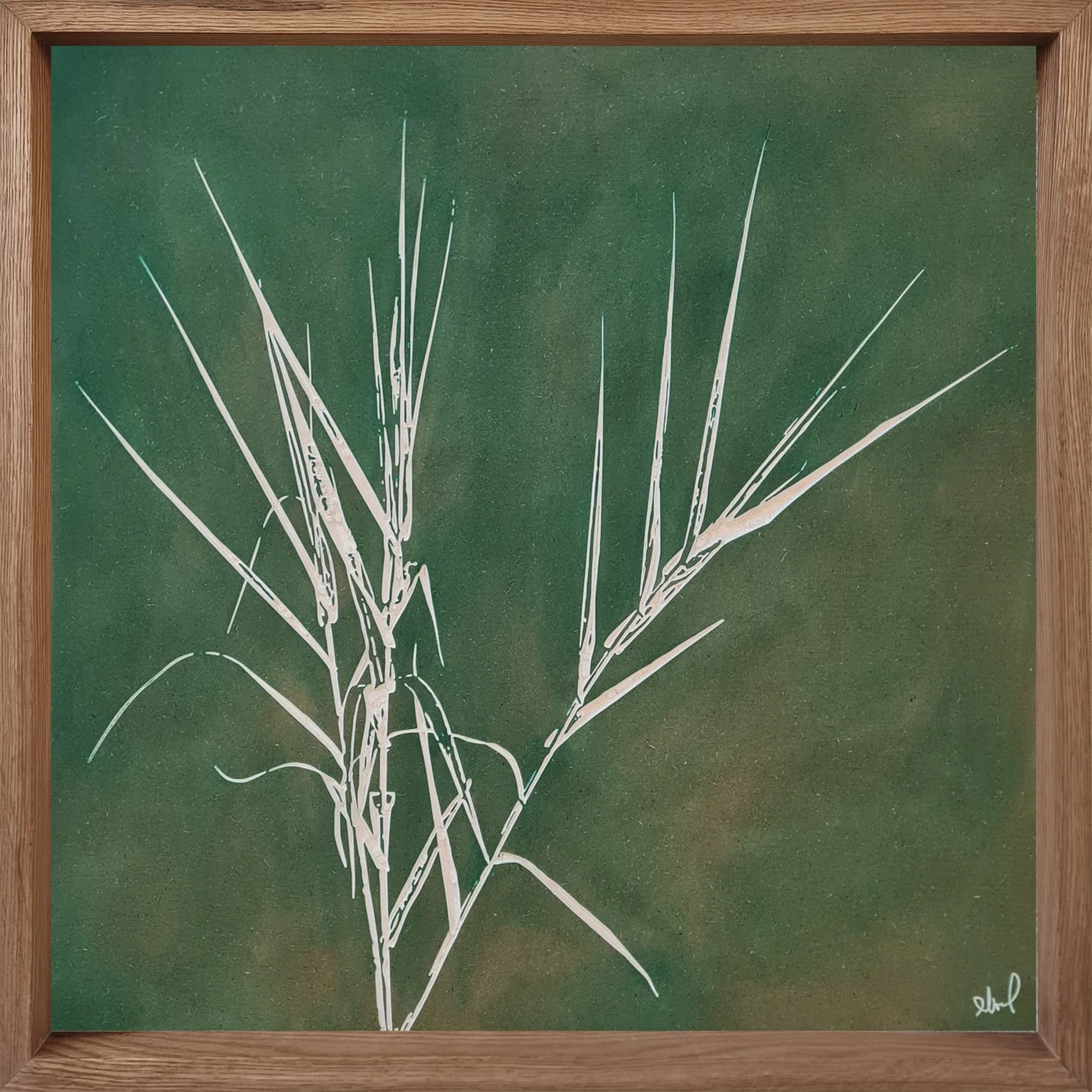 Giant reed