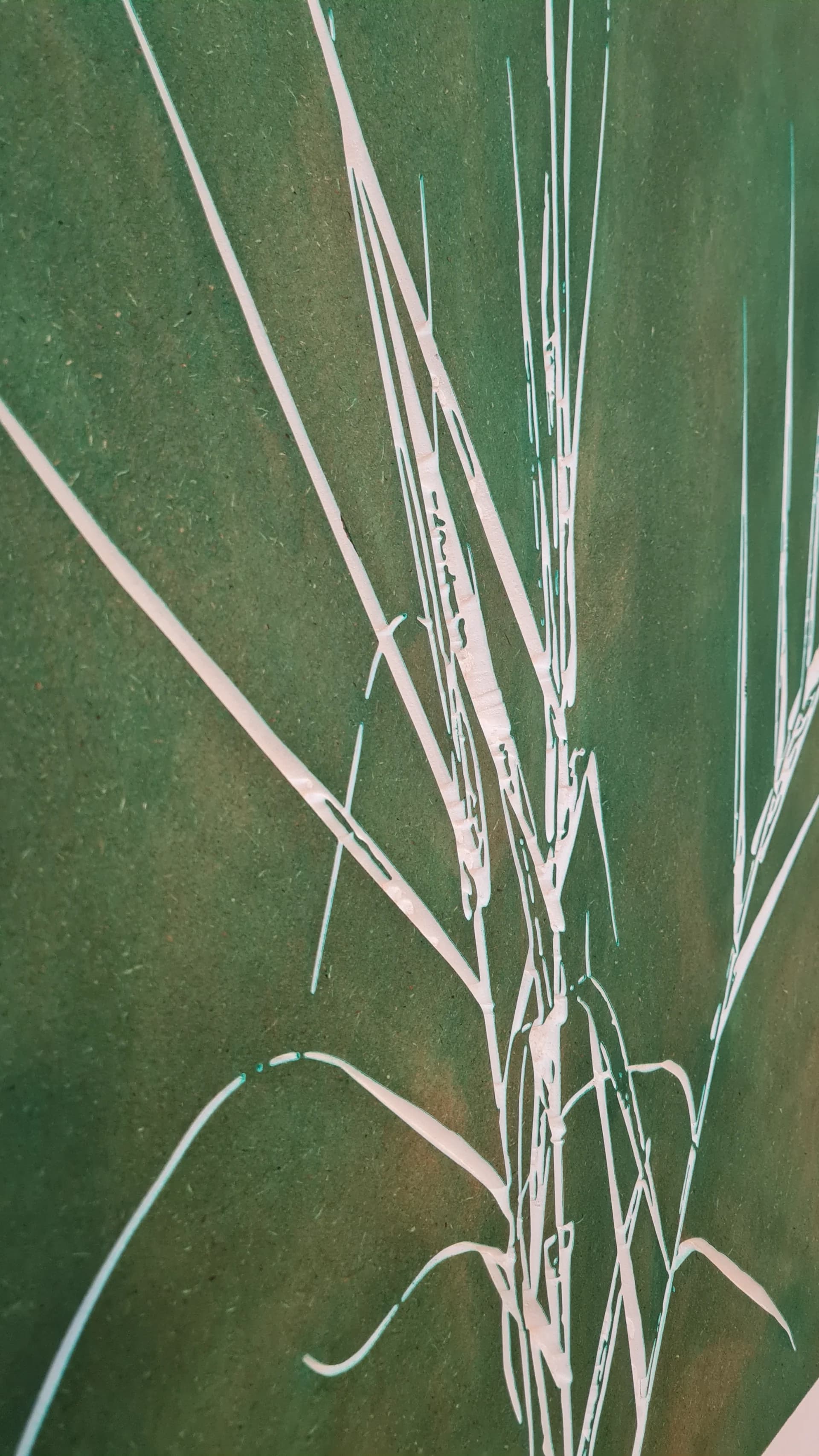 Giant reed 3