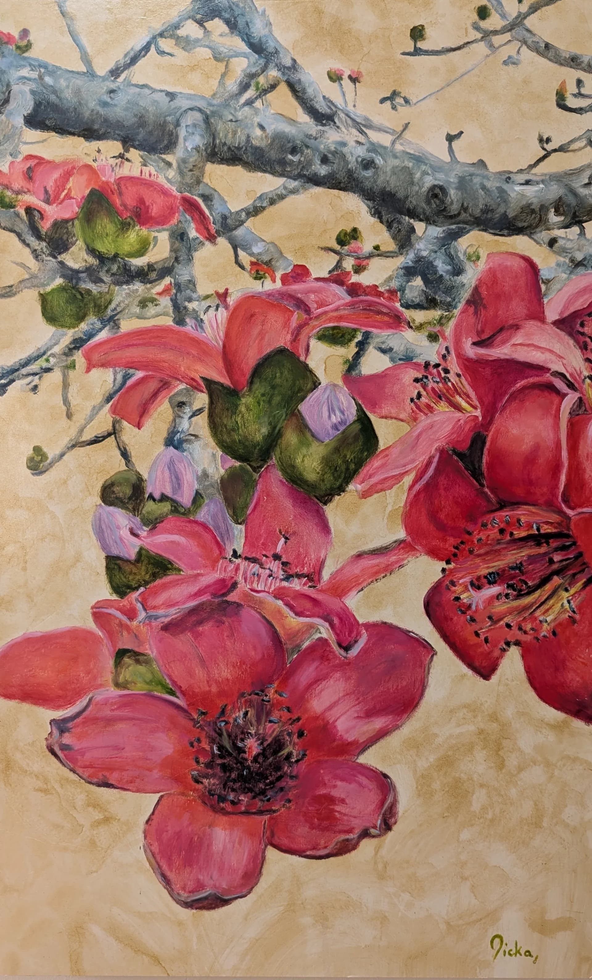Red Cotton tree