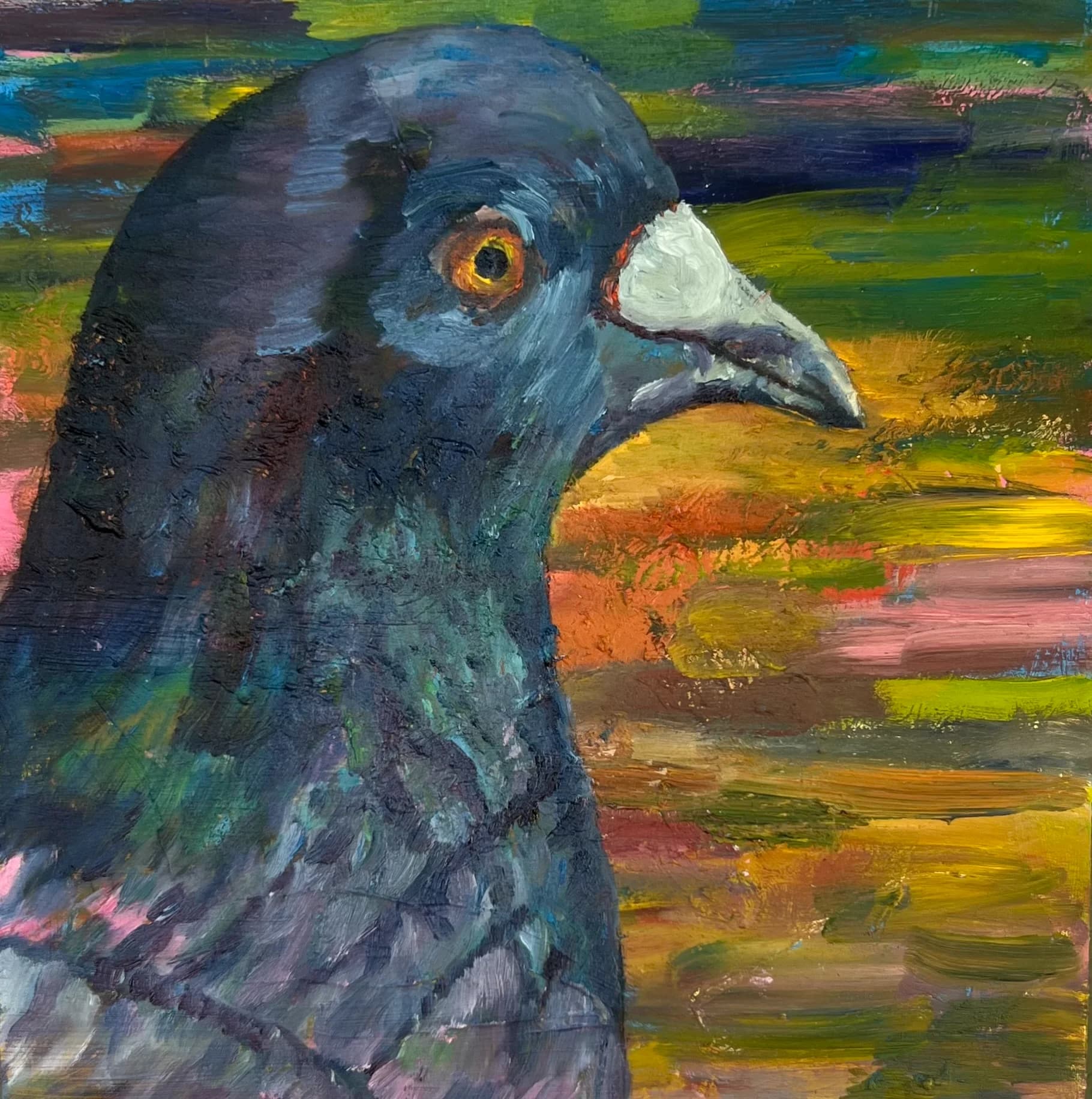 Pigeon