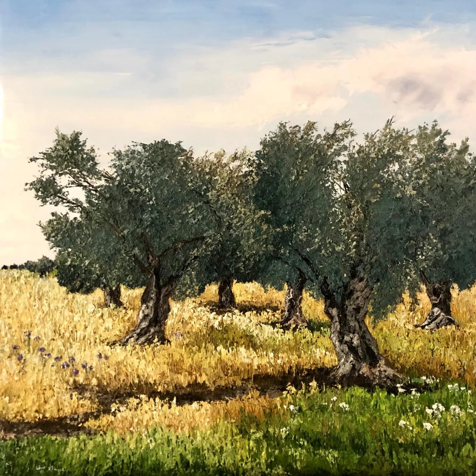Olive trees in a golden field