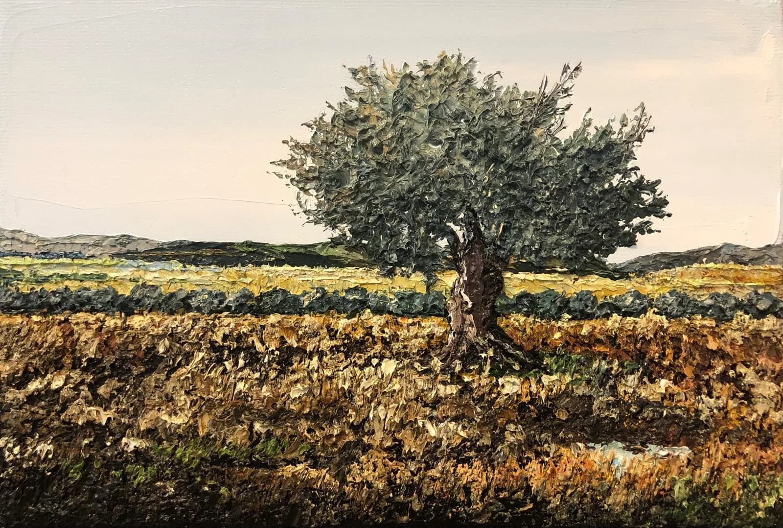 Ancient olive tree at the kibbuts fields