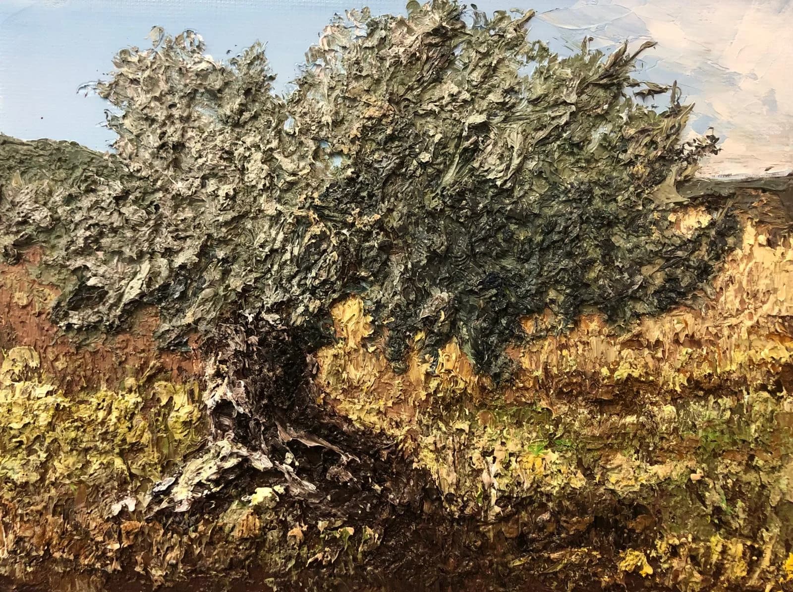 עץ זית עתיק