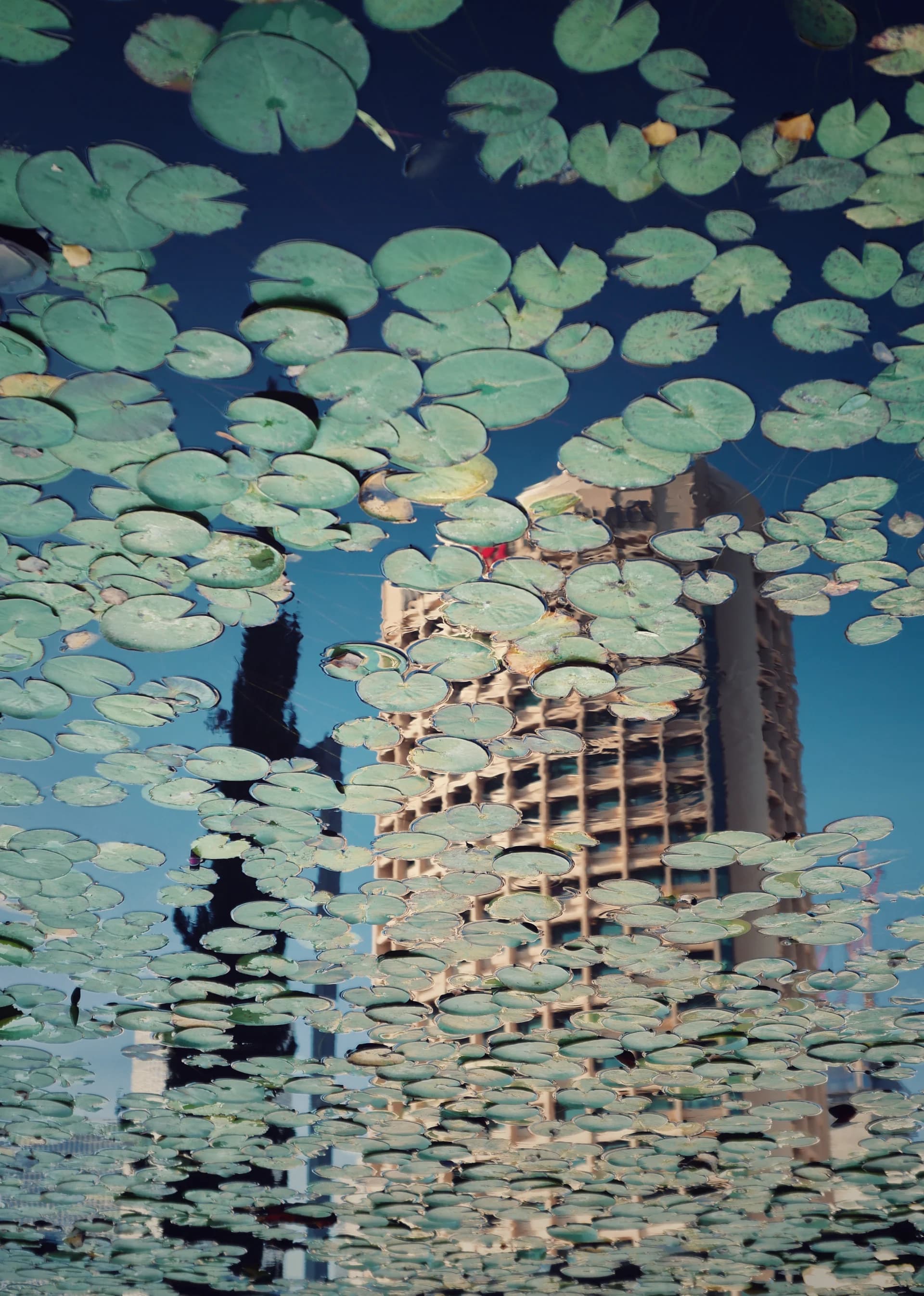Frog City